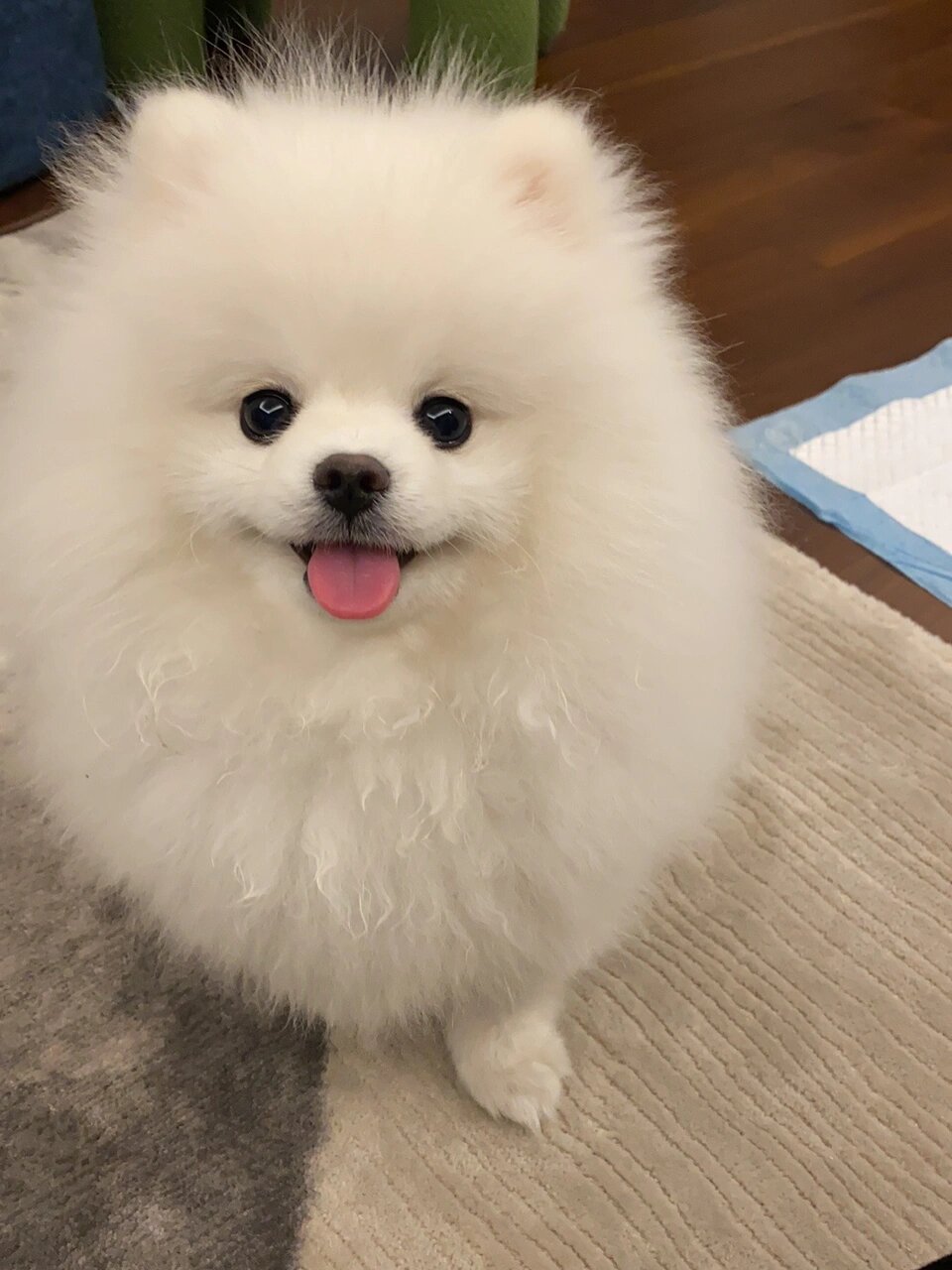 幼犬博美|八个月|猴子脸蜕变 — 俊长