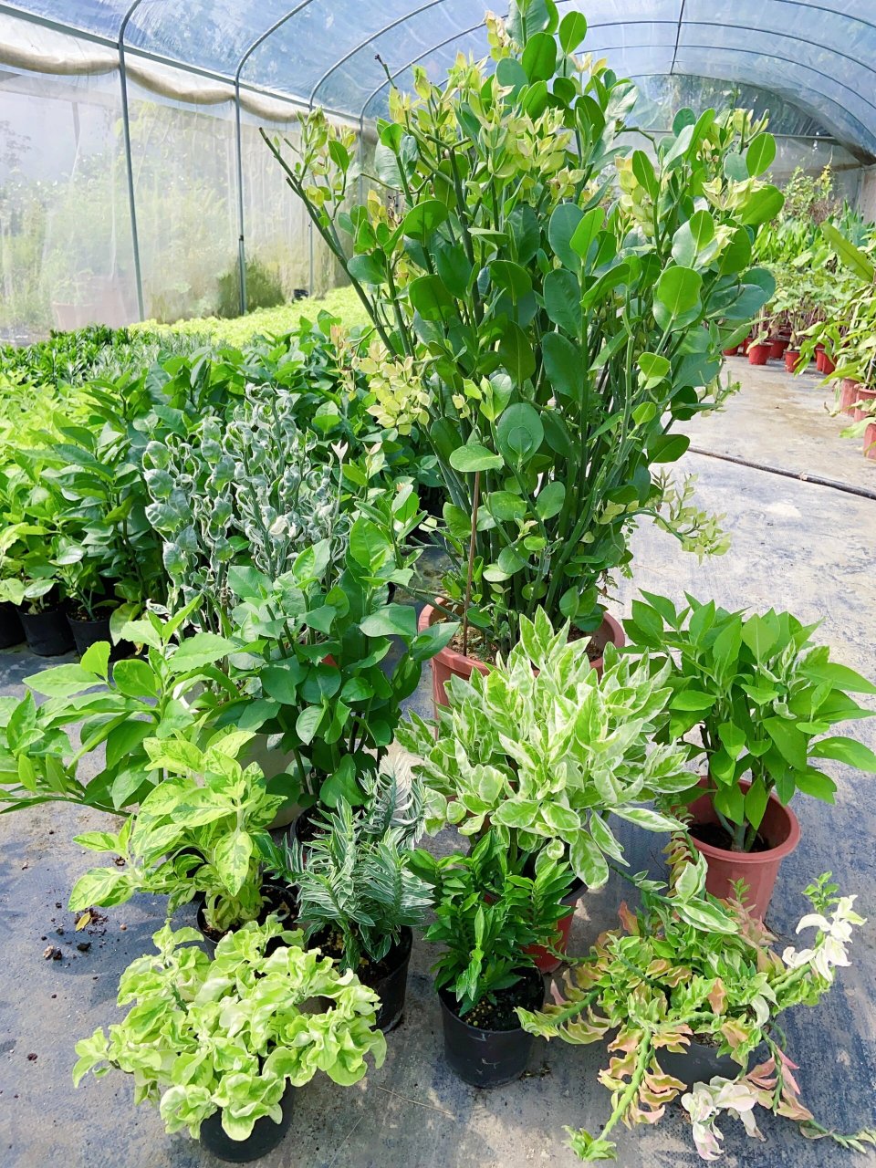 红雀珊瑚全家福～选出你喜欢的品种吧 图26615粉红卷发 图366