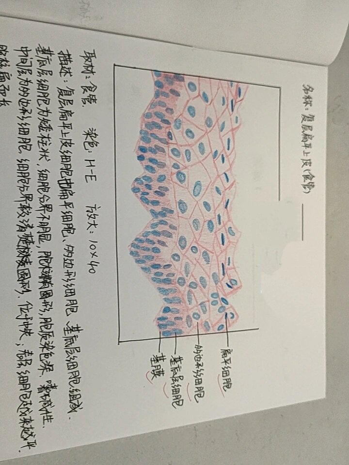 复层扁平上皮细胞图图片