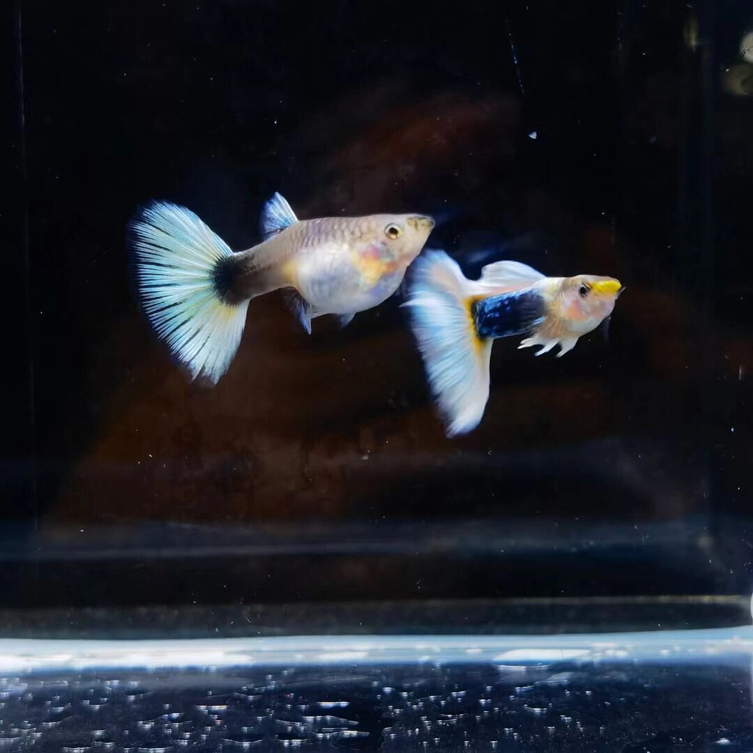 精品孔雀鱼象牙白,大肚大肚