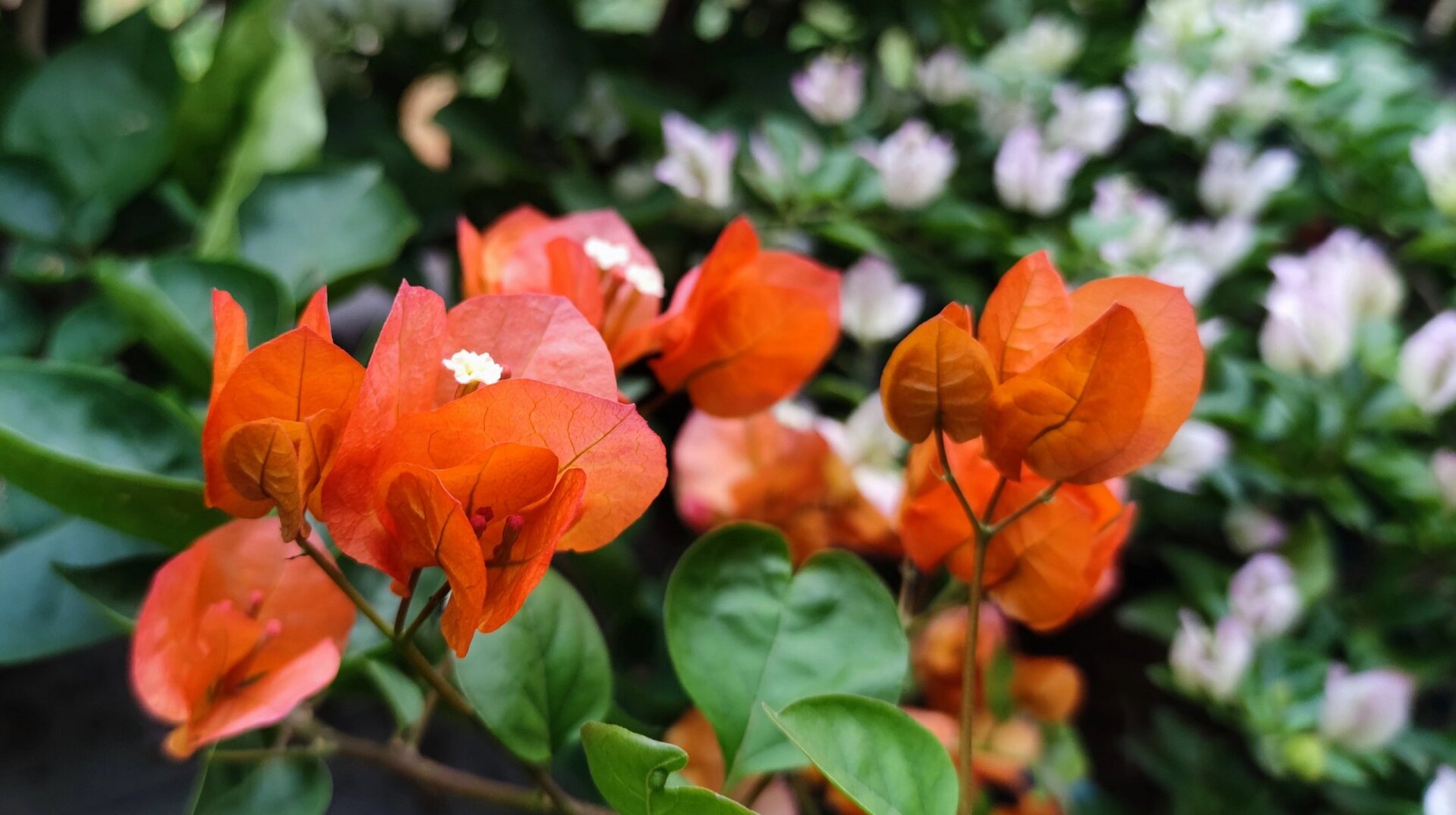 三角梅宝老橙 宝老橙的花为橙红色,大而艳.