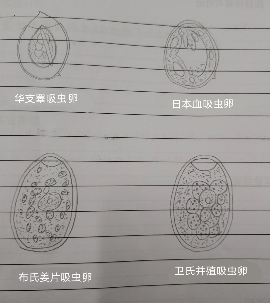 寄生虫实验课吸虫虫卵手绘图 1华支睾吸虫卵 2日本血吸虫卵 3