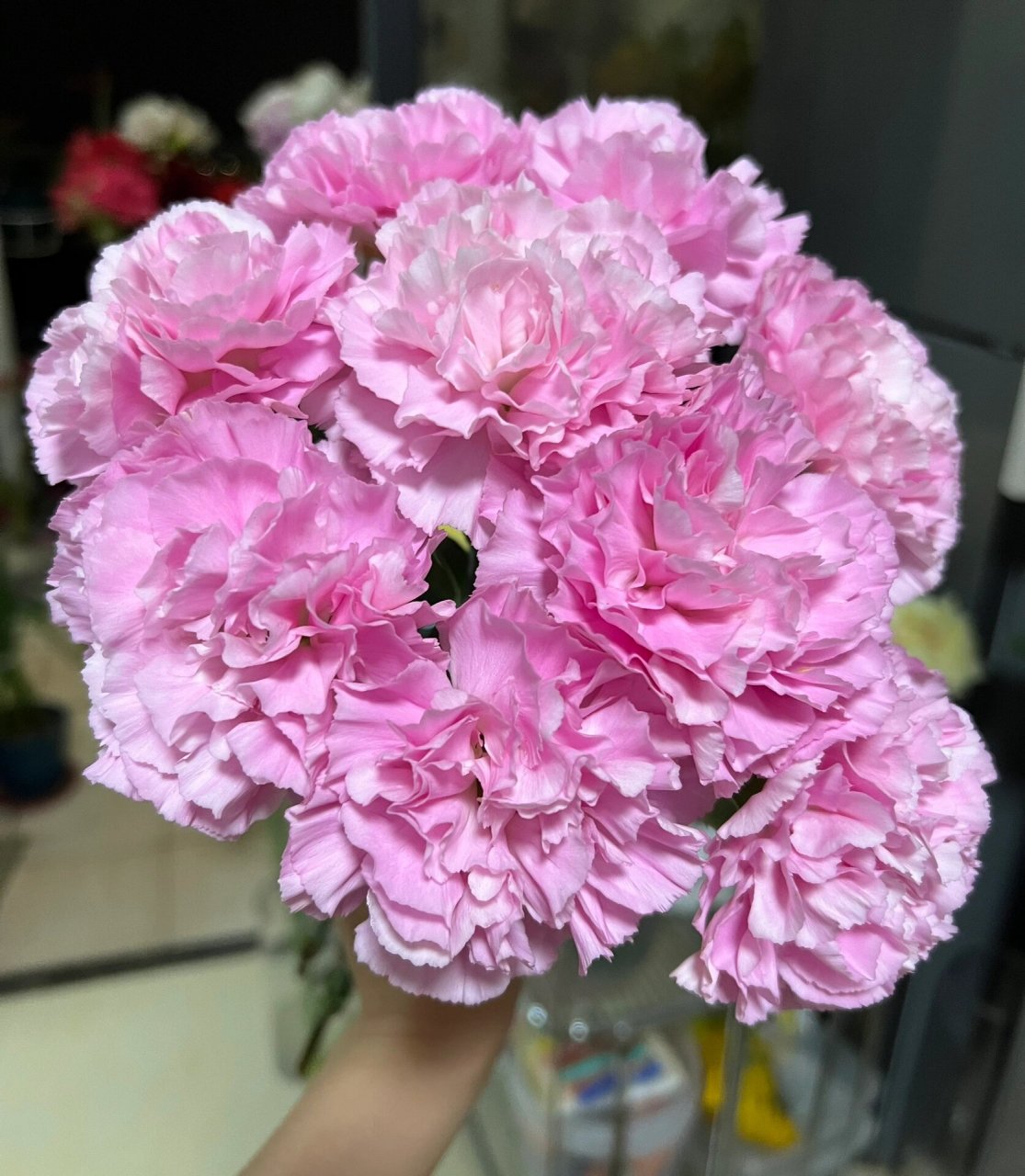 康乃馨|小桃红  53. 小桃红. 桃红色,好开,开放度大,花朵很圆.