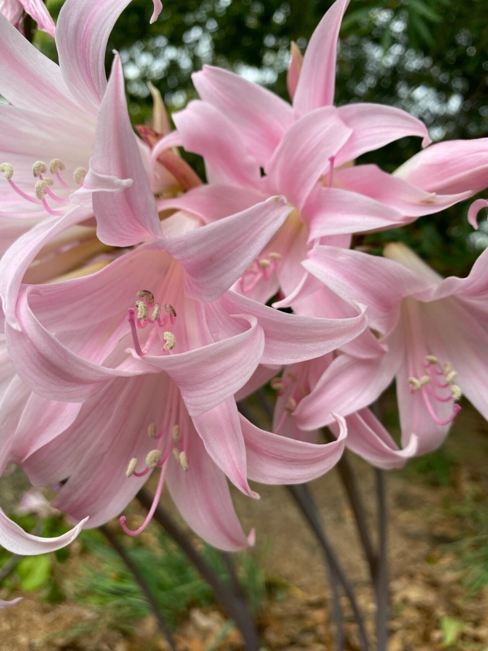 南非孤挺花 南非孤挺花 学名:amaryllis belladonna 英文俗称:jersey