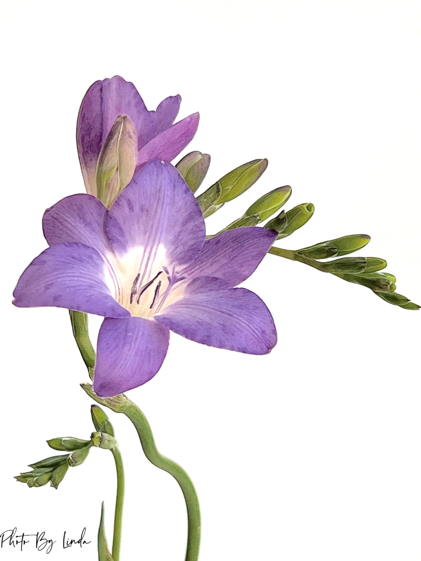 素静优雅|深紫香雪兰(小苍兰