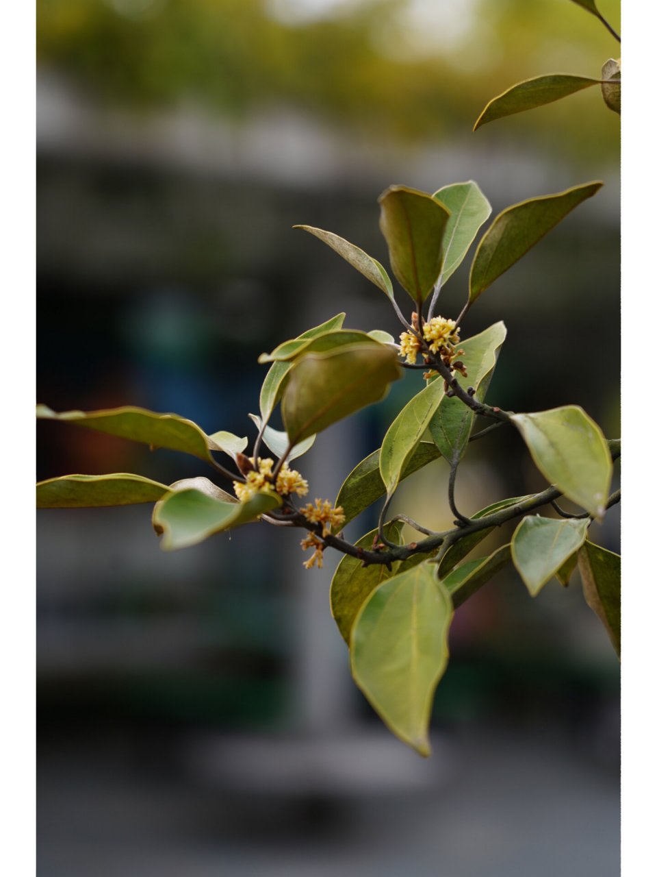 舟山新木姜子|佛光树 舟山新木姜子,樟科新木姜子属乔木,9-10月开花,1