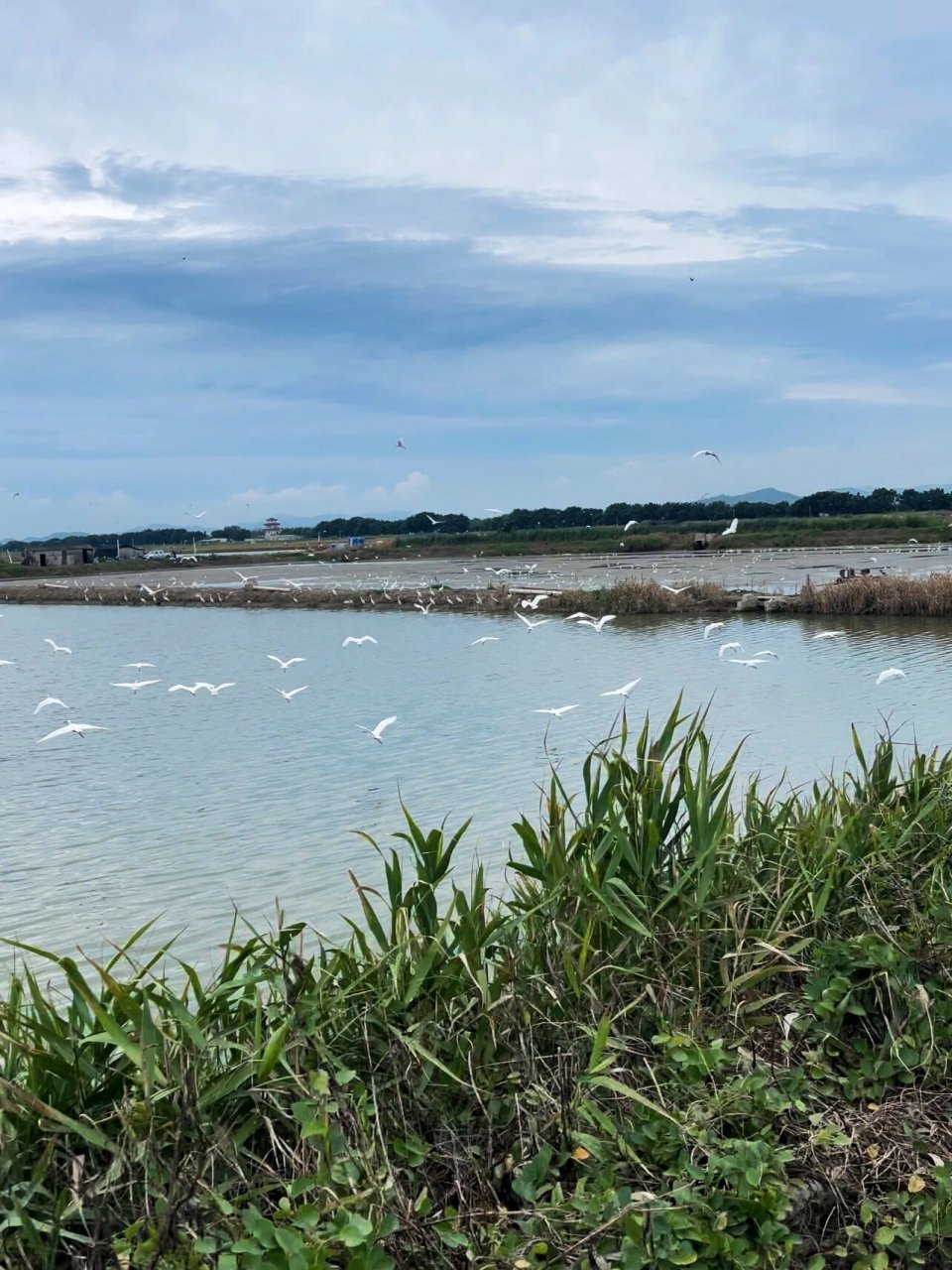 汕头西海岸|牛田洋候鸟🐦红树林湿地🌳 牛田洋湿地學汕头西海岸