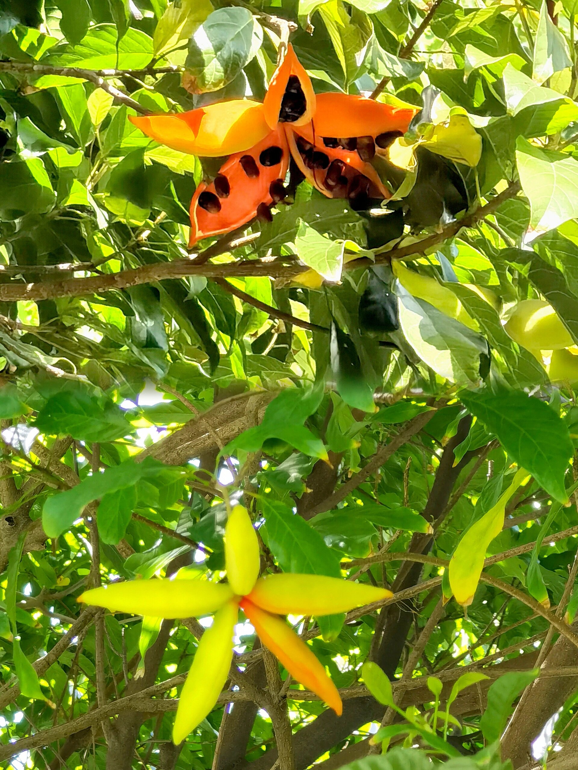 苹婆开花一般是在初夏的时候,花朵是比较美丽的,呈现粉红色.