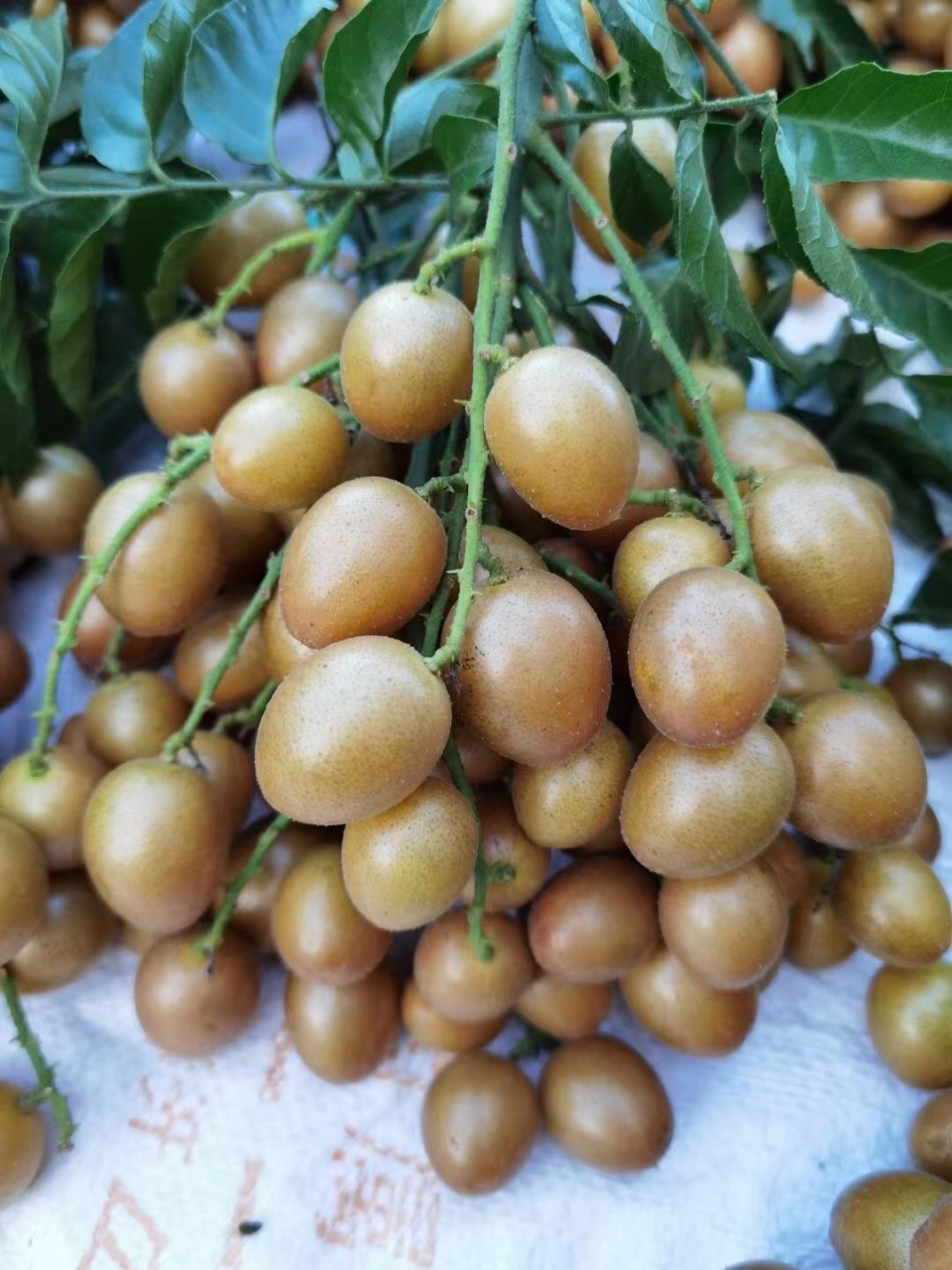 北方的朋友们,是不是很少见这种水果? 这可是南方朋友的心头好