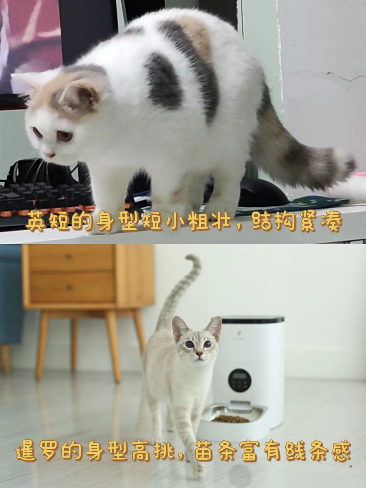 怎么区分重点色英短和暹罗?