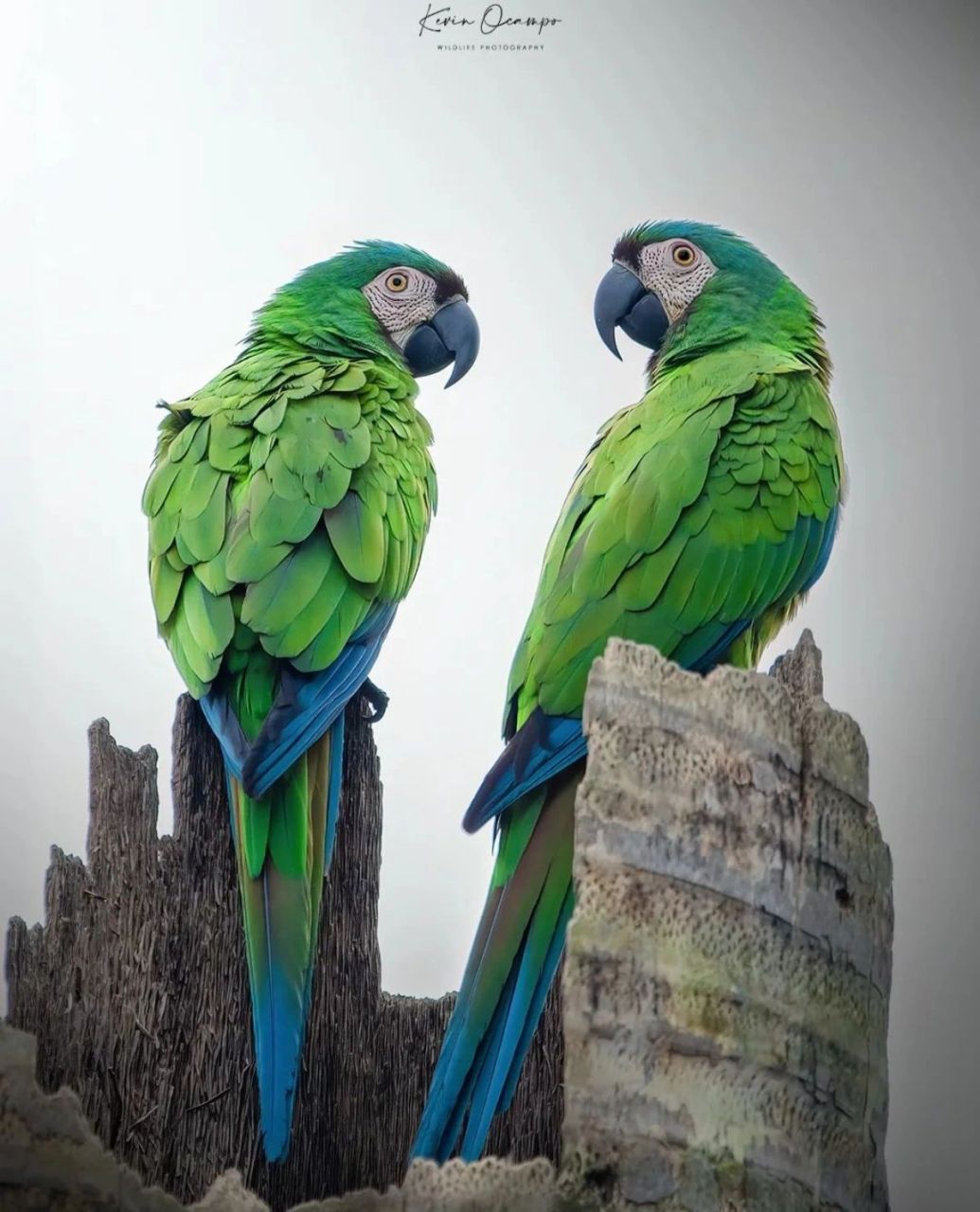 栗额金刚鹦鹉 又名:巴西绿金刚鹦鹉 	 尺寸: 40-49厘米(15.