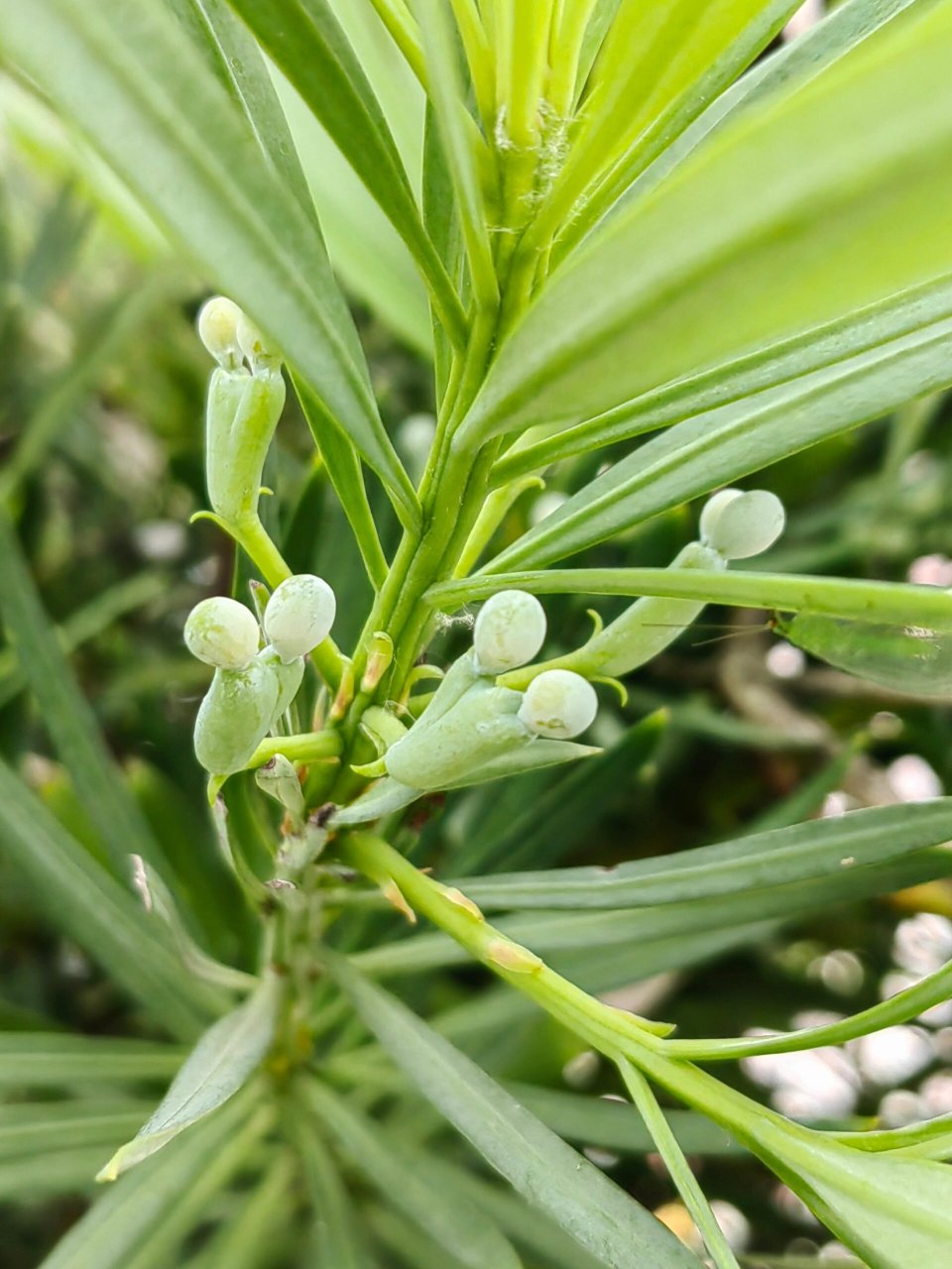 可可爱爱的罗汉松果子,又可以吃吃吃 今年发现好多罗汉松都结果了