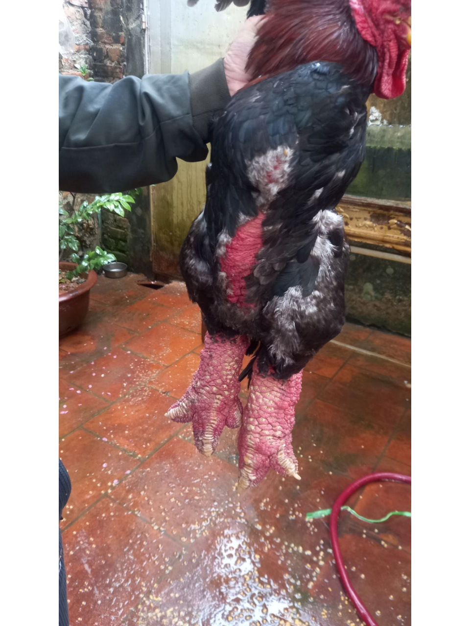 越南皇帝吃的大脚鸡(东涛鸡) 传说皇帝才能吃上的大脚鸡,这脚着实吓人