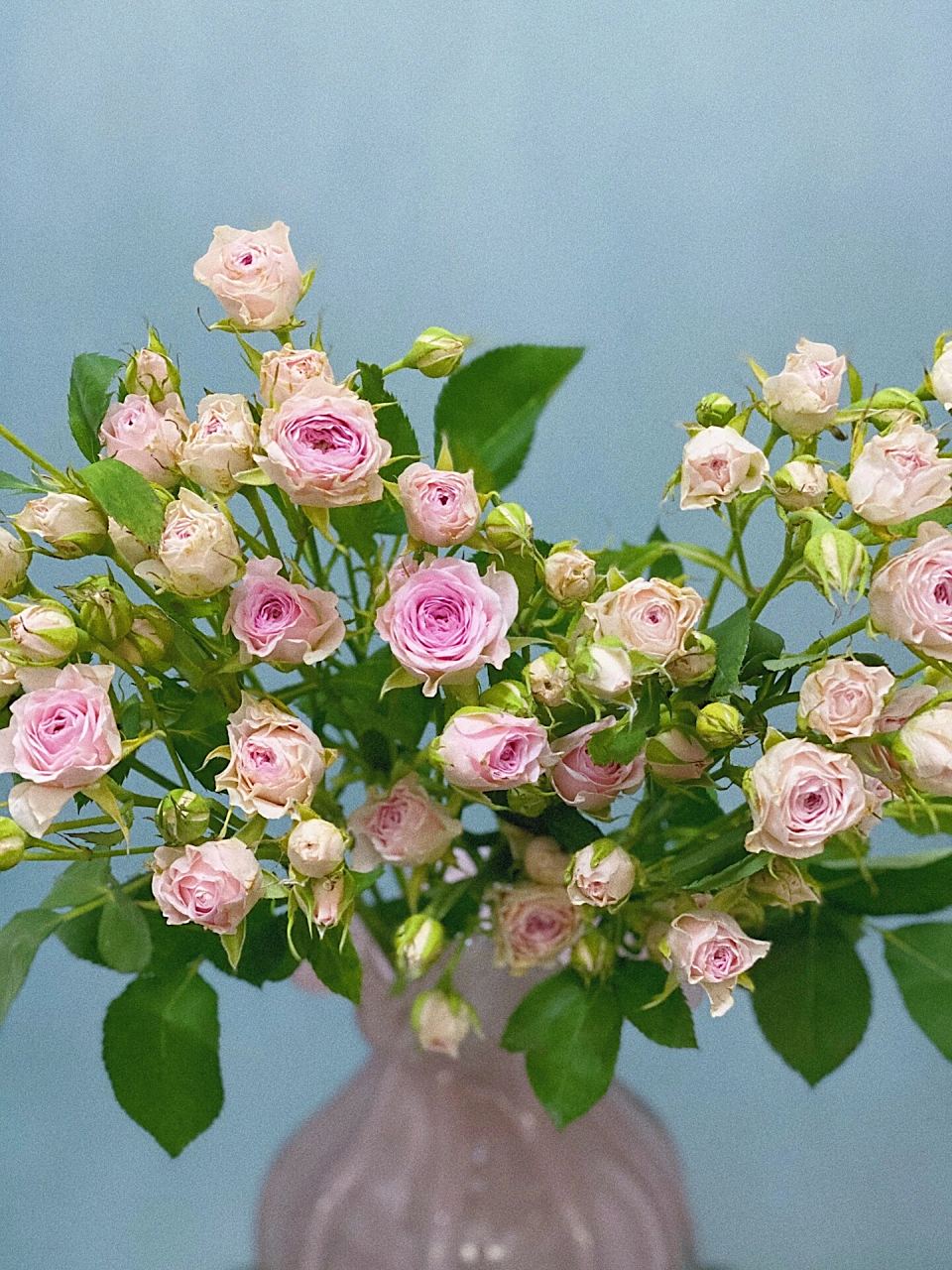 一种花材插花|豆蔻多头玫瑰～ 可可爱爱的豆蔻多头玫瑰 粉粉嫩嫩的