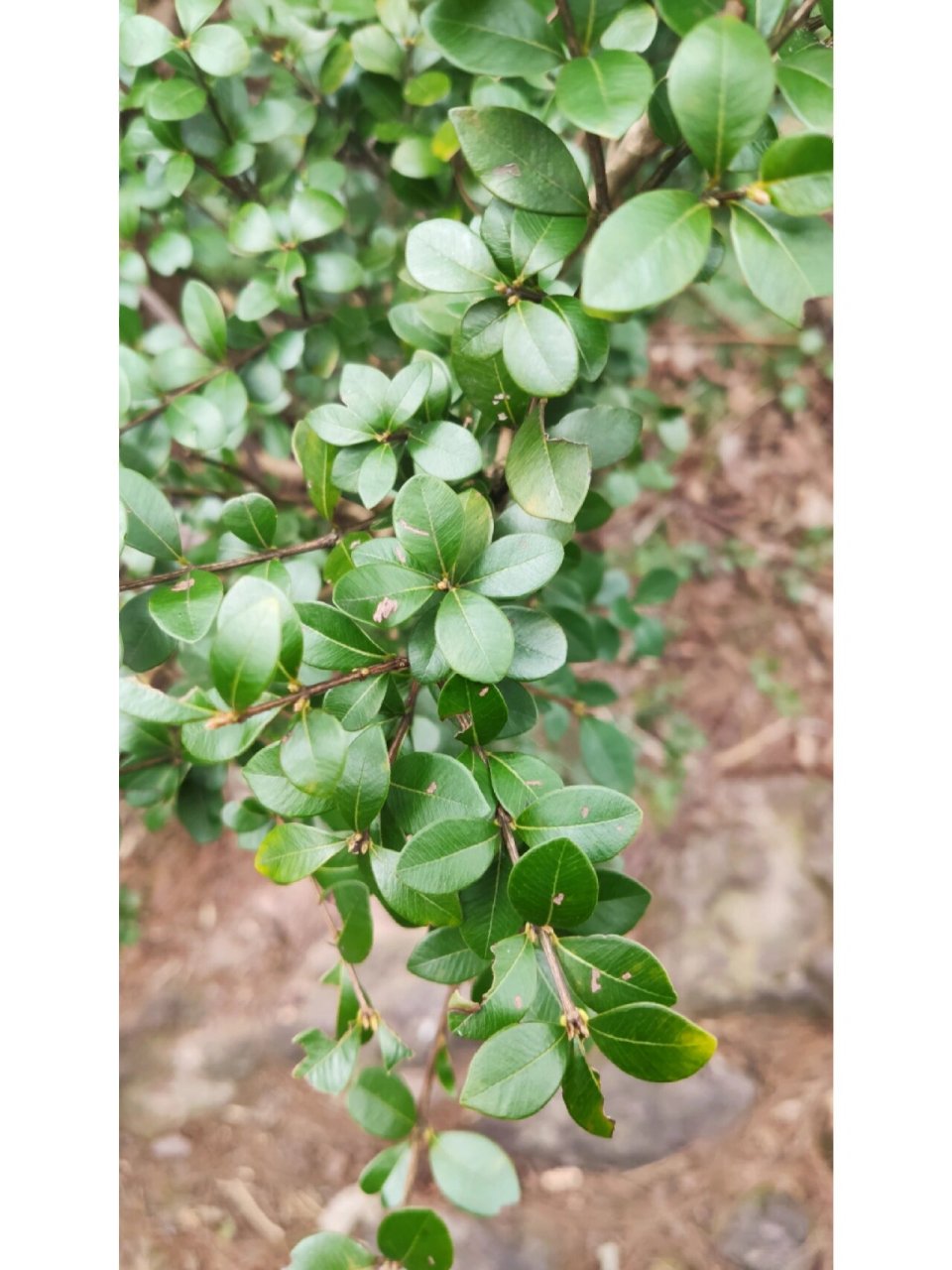 赤楠 学名:赤楠,桃金娘科,蒲桃属.