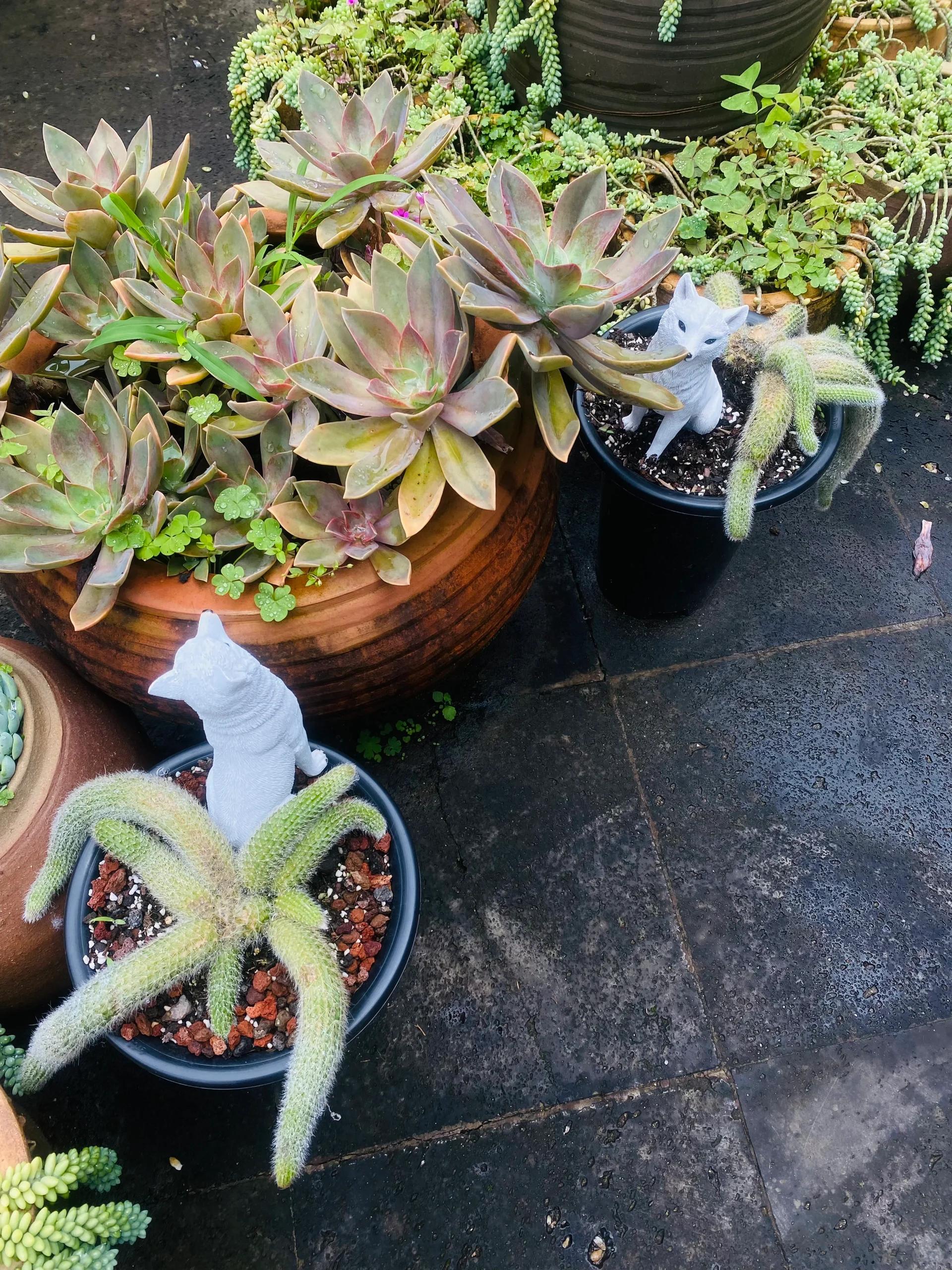 腾冲 | 中天寺:有一群可爱的小狐狸02 龟仙人是真的～ 寺庙很漂亮