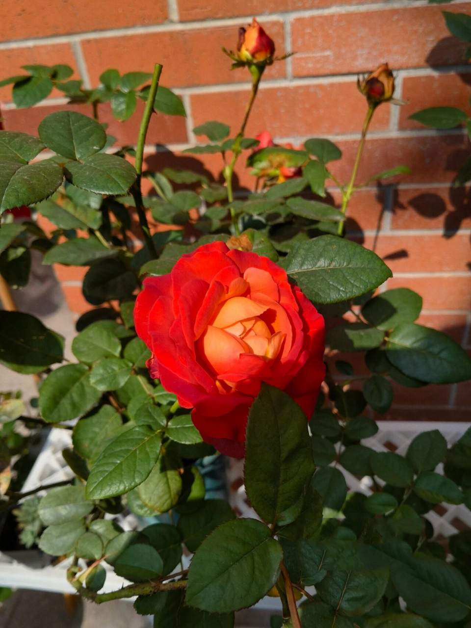 咖啡时间月季 这是我种草很久的品种,今年秋天终于买到了.