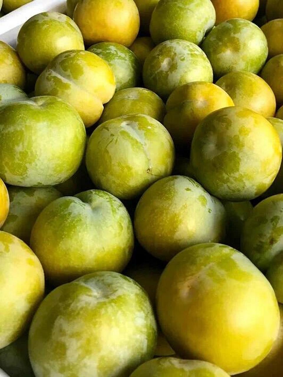 皮薄核小的李子 贵州蜂糖李最近几年火爆全网,吸粉无数 吃过蜂糖李的