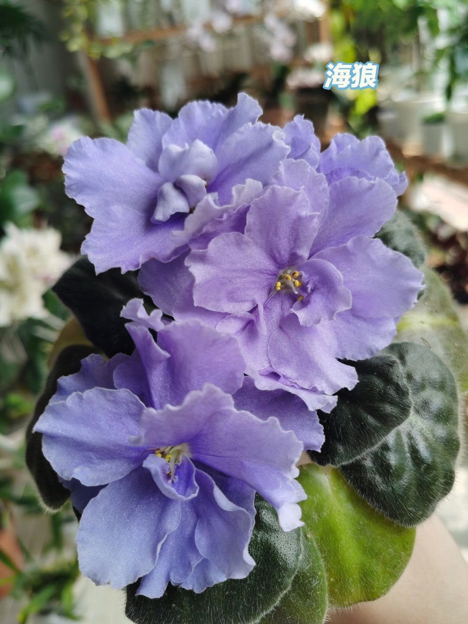 超耐阴,品种多,花期长,超好养的非洲堇 非洲堇是真的可以一点阳光都不
