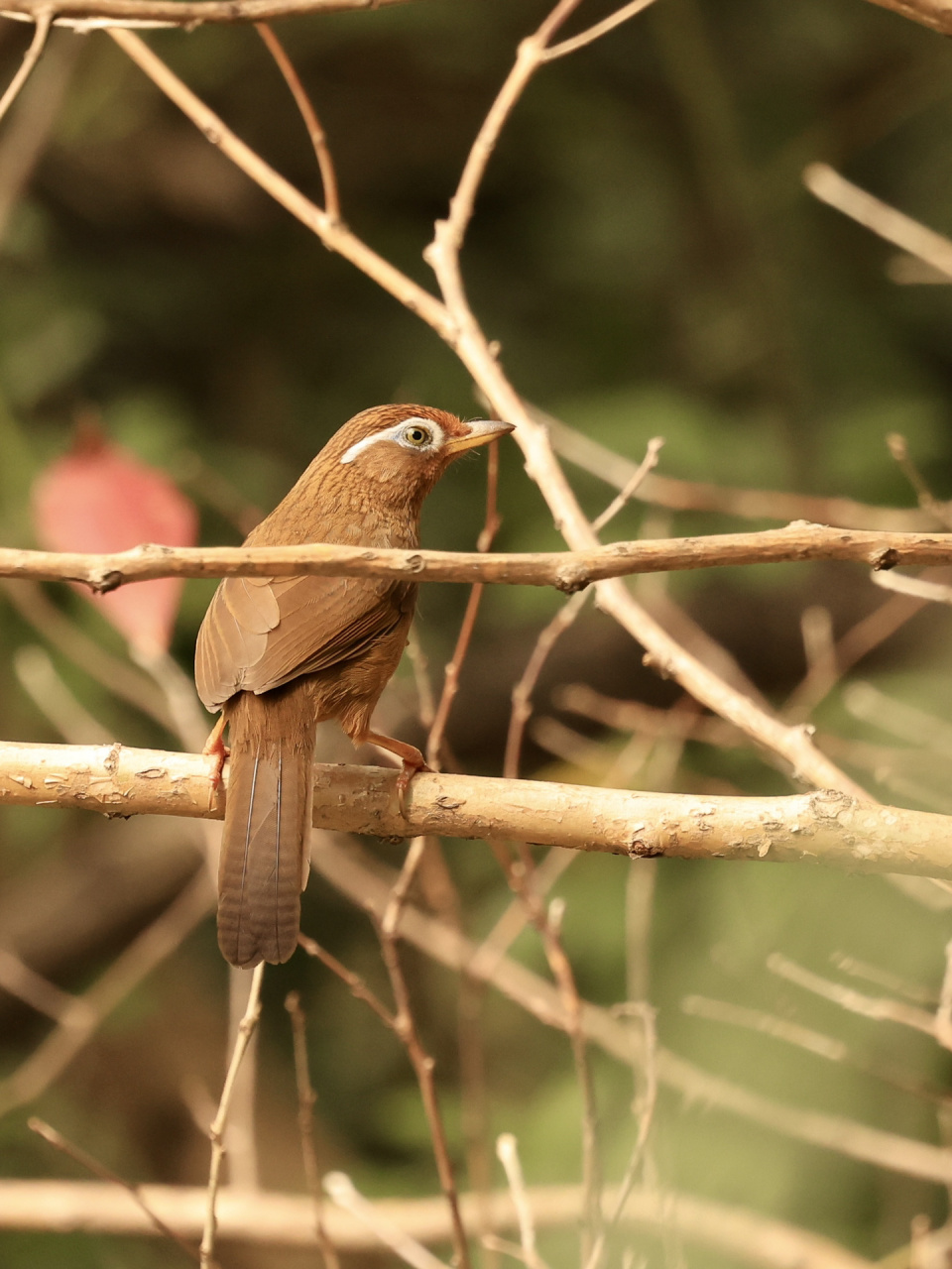 天河公园打鸟之画眉(二)