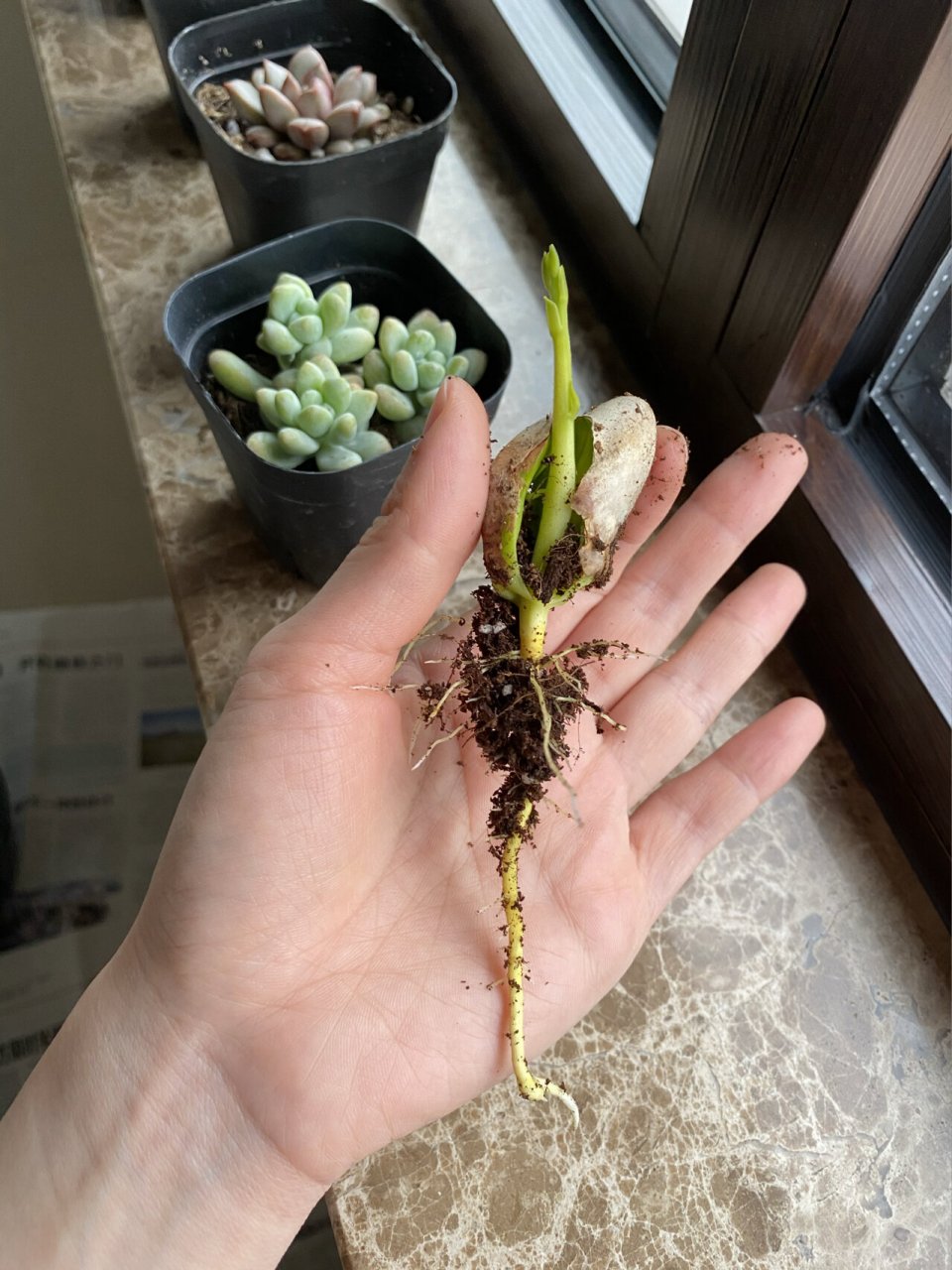 刚发芽的菠萝蜜图片