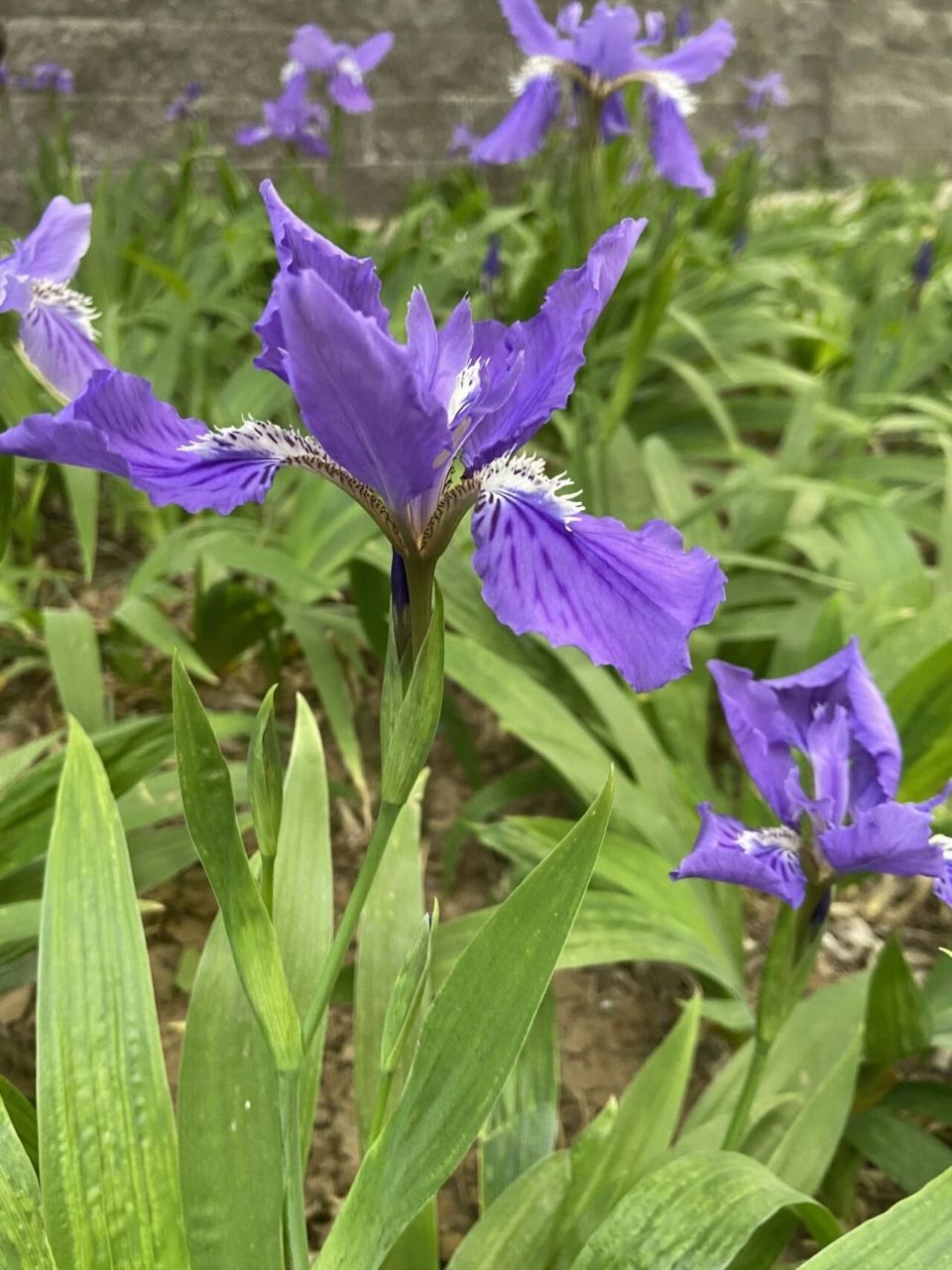花间| 蓝色妖姬鸢尾花 96鸢尾花(iris),因其花瓣的形状如鸢鸟尾巴而