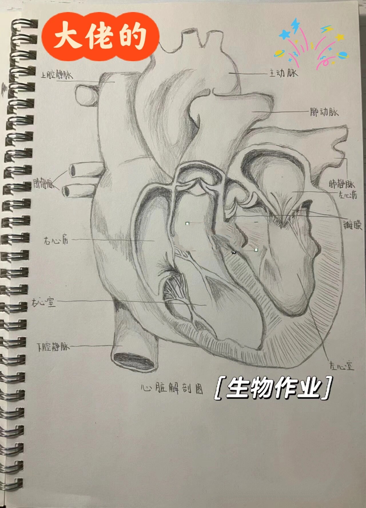 周末作业之生物心脏图