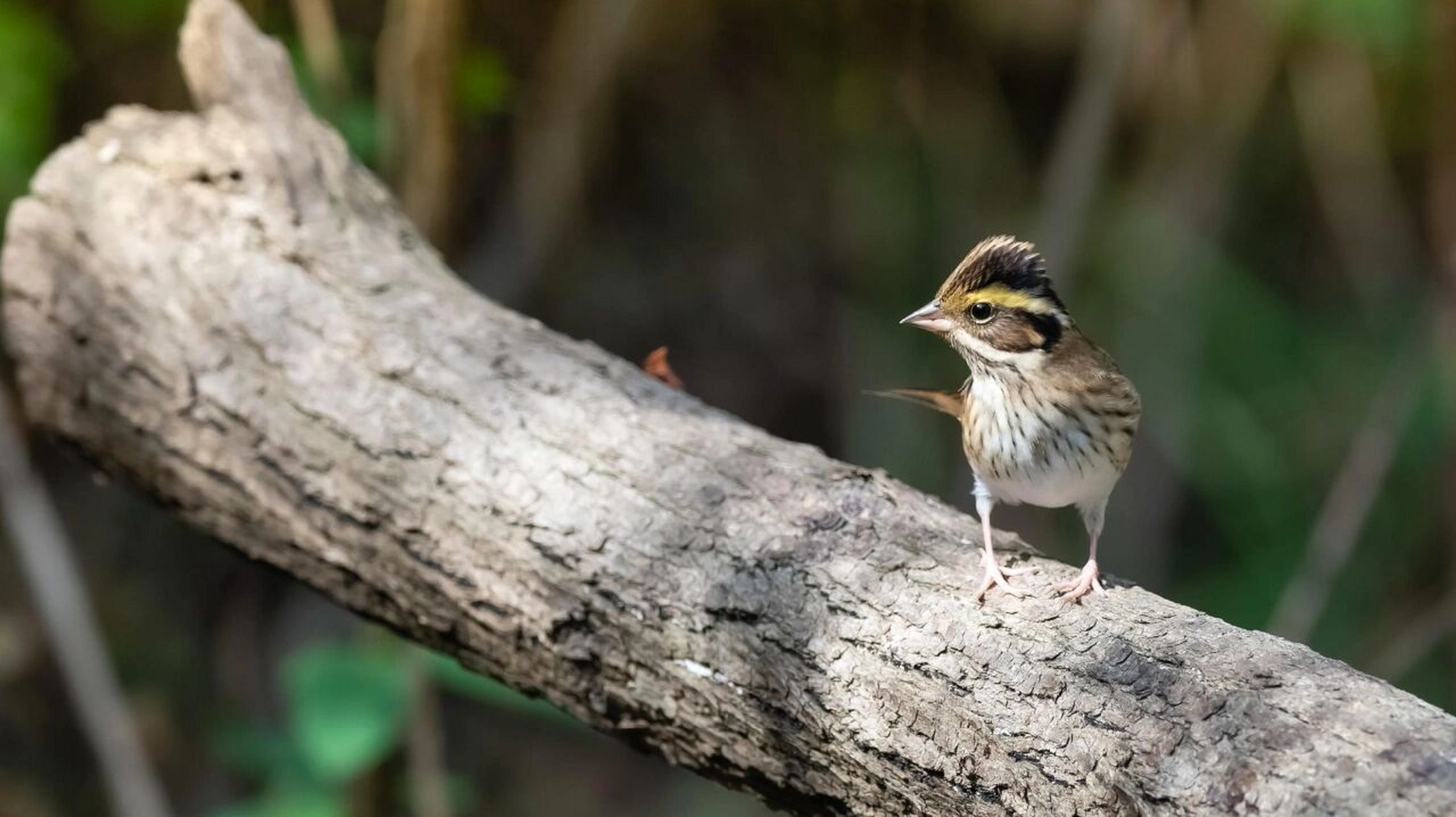 黄眉鹀 黄眉鹀在《中国鸟类野外手册》编号1314(学名:emberiza chrys