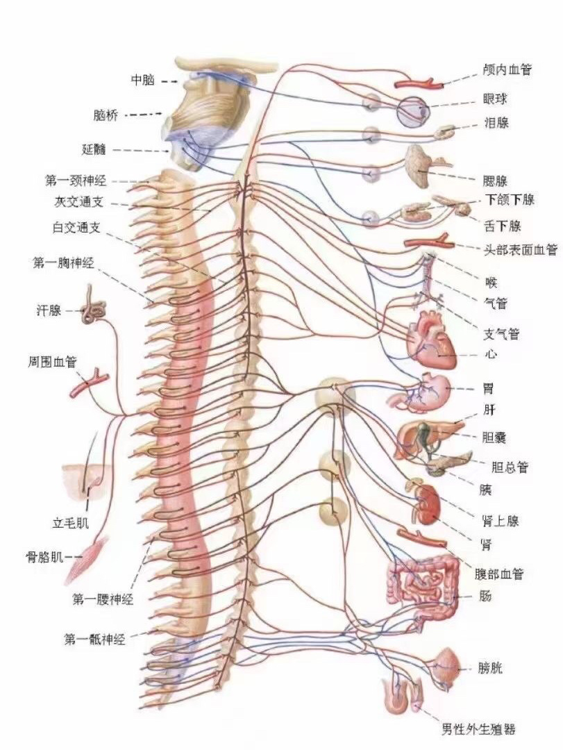 脊柱对应神经线图片图片