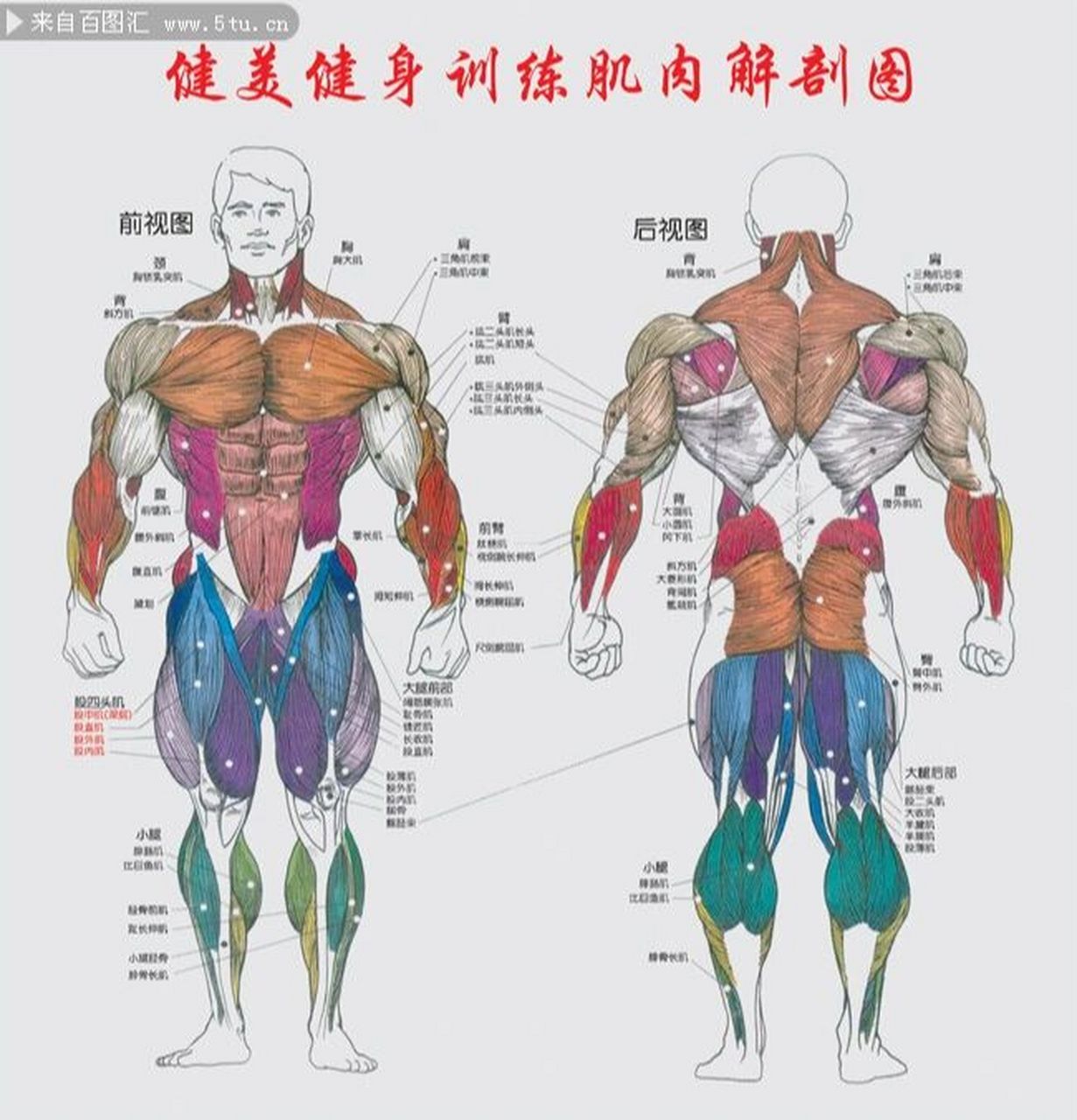 人体肌肉的不对称分析 很多健身爱好者,都关心自己的肌肉有哪些不对称