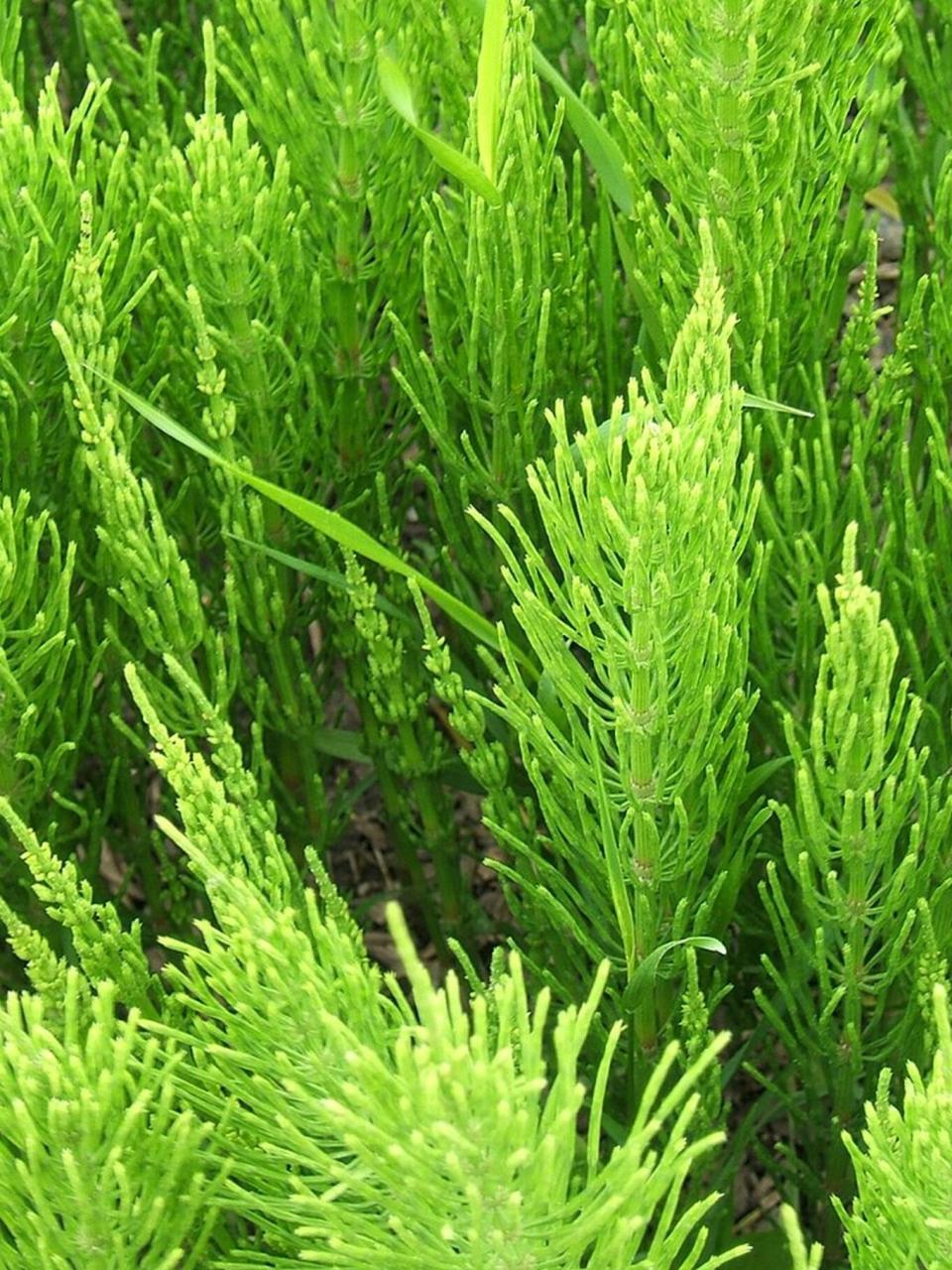 问荆挺为难,求黄金就去问财神啊 拉丁名:equisetum arvense 中文名