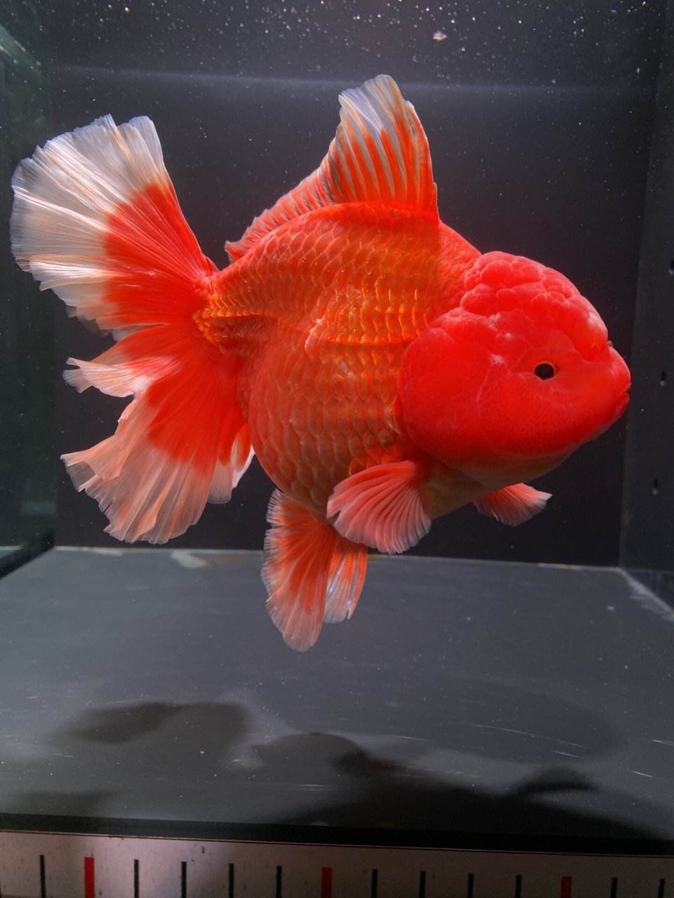 15cm爆瘤红泰狮金鱼,未发尾 #泰狮金鱼# #百褶泰狮# # 
