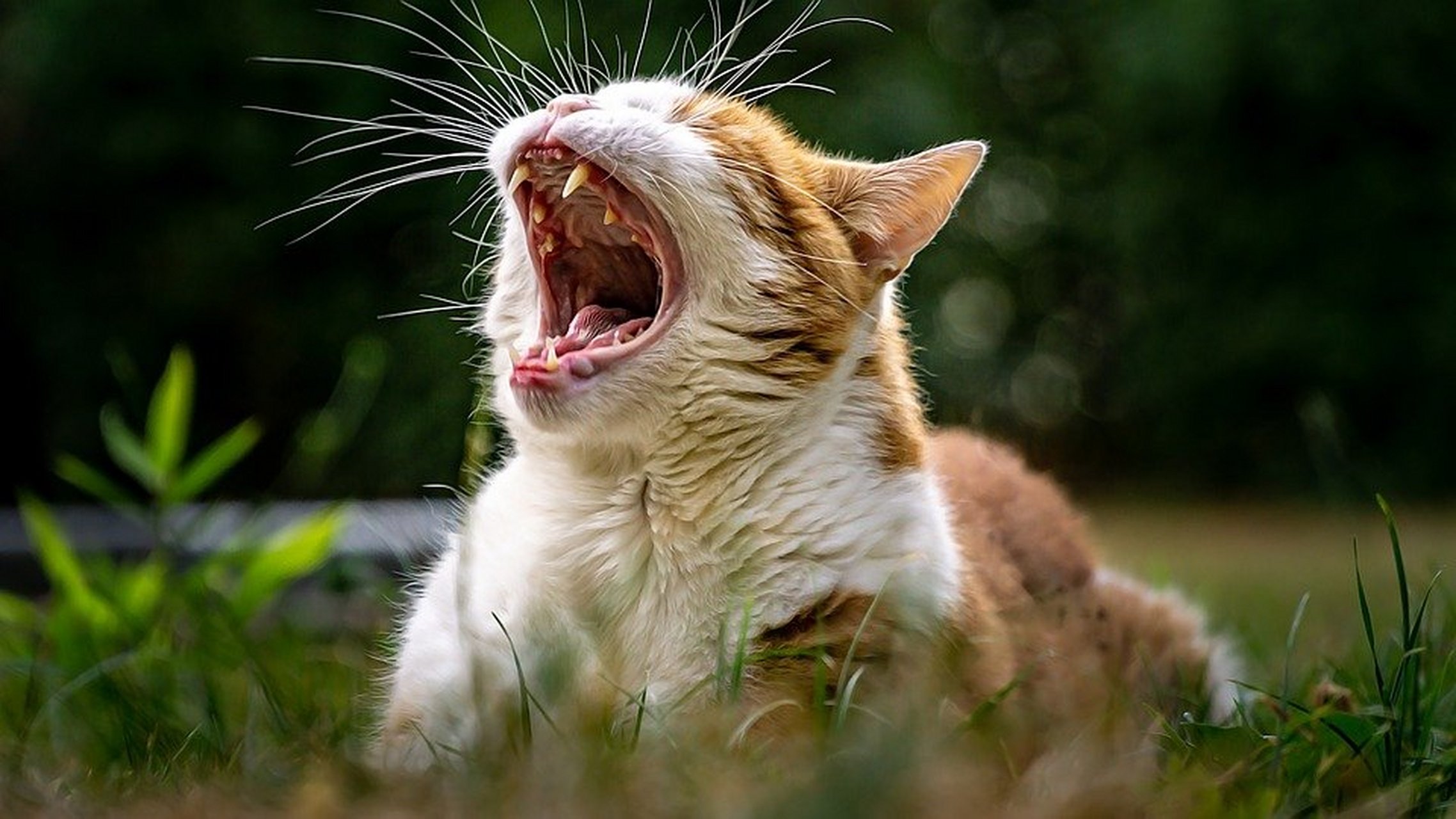 猫咪打哈欠!血盆大口.#动物趣图