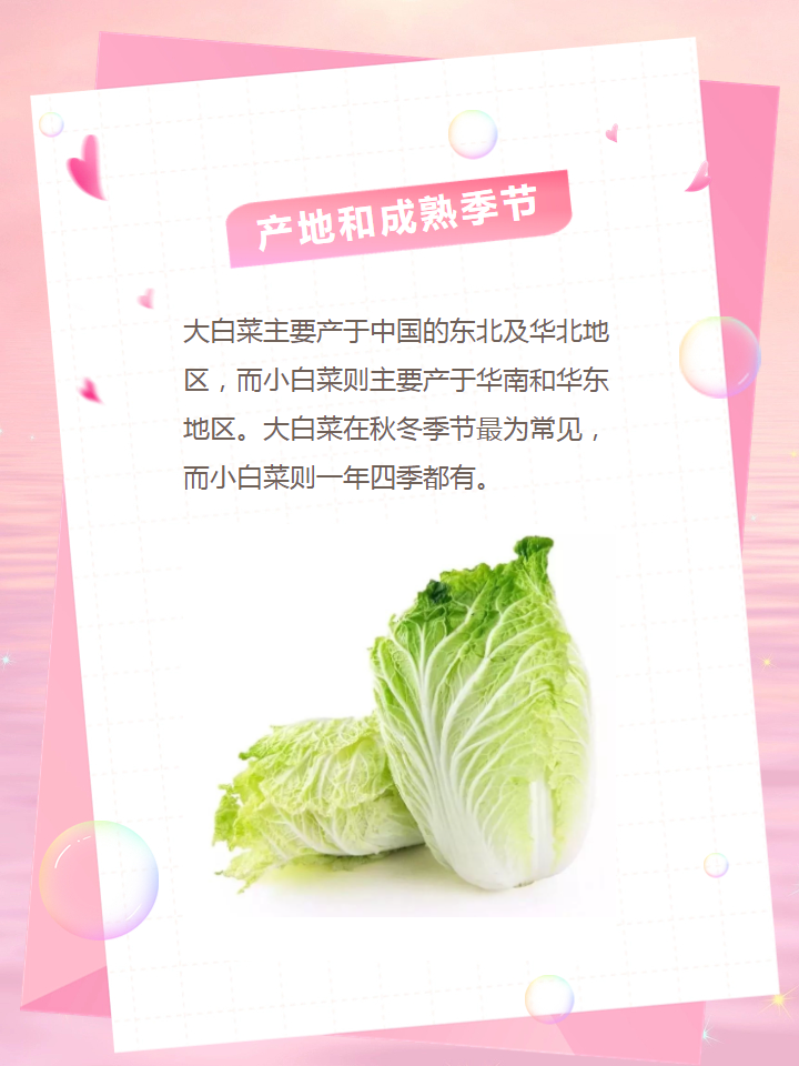 小白菜和大白菜的区别图片