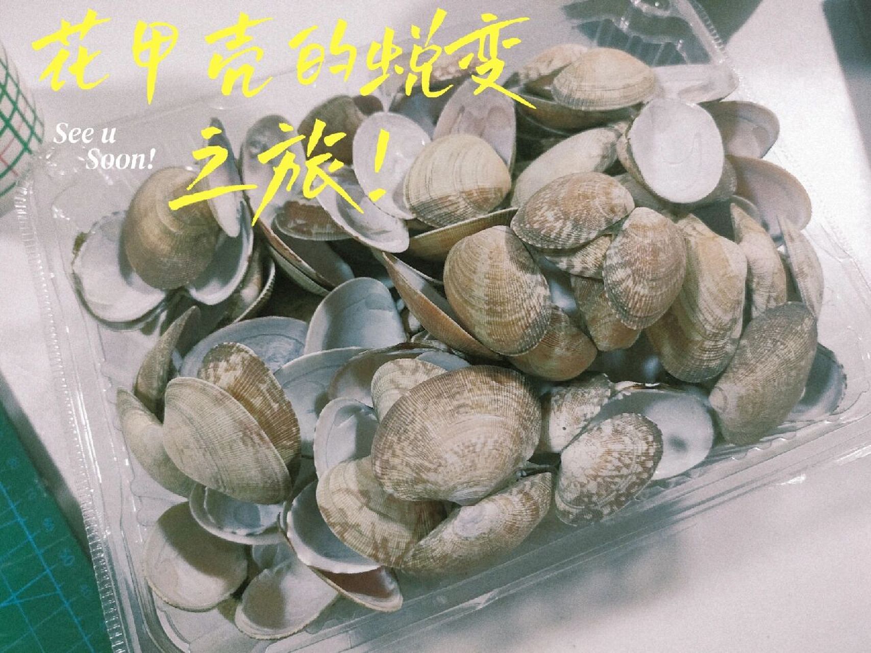 万物皆可手工——花甲风铃/花瓶 99风铃 材料:麻绳,热熔胶,花甲壳