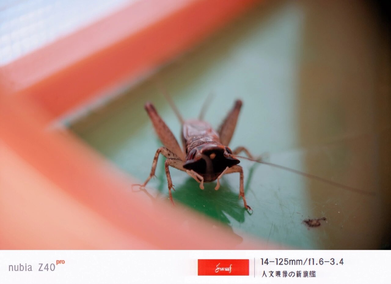 我拍到的蟋蟀|棺头蟋05多伊棺头蟋 小朋友之前抓的蟋蟀,拍摄后才