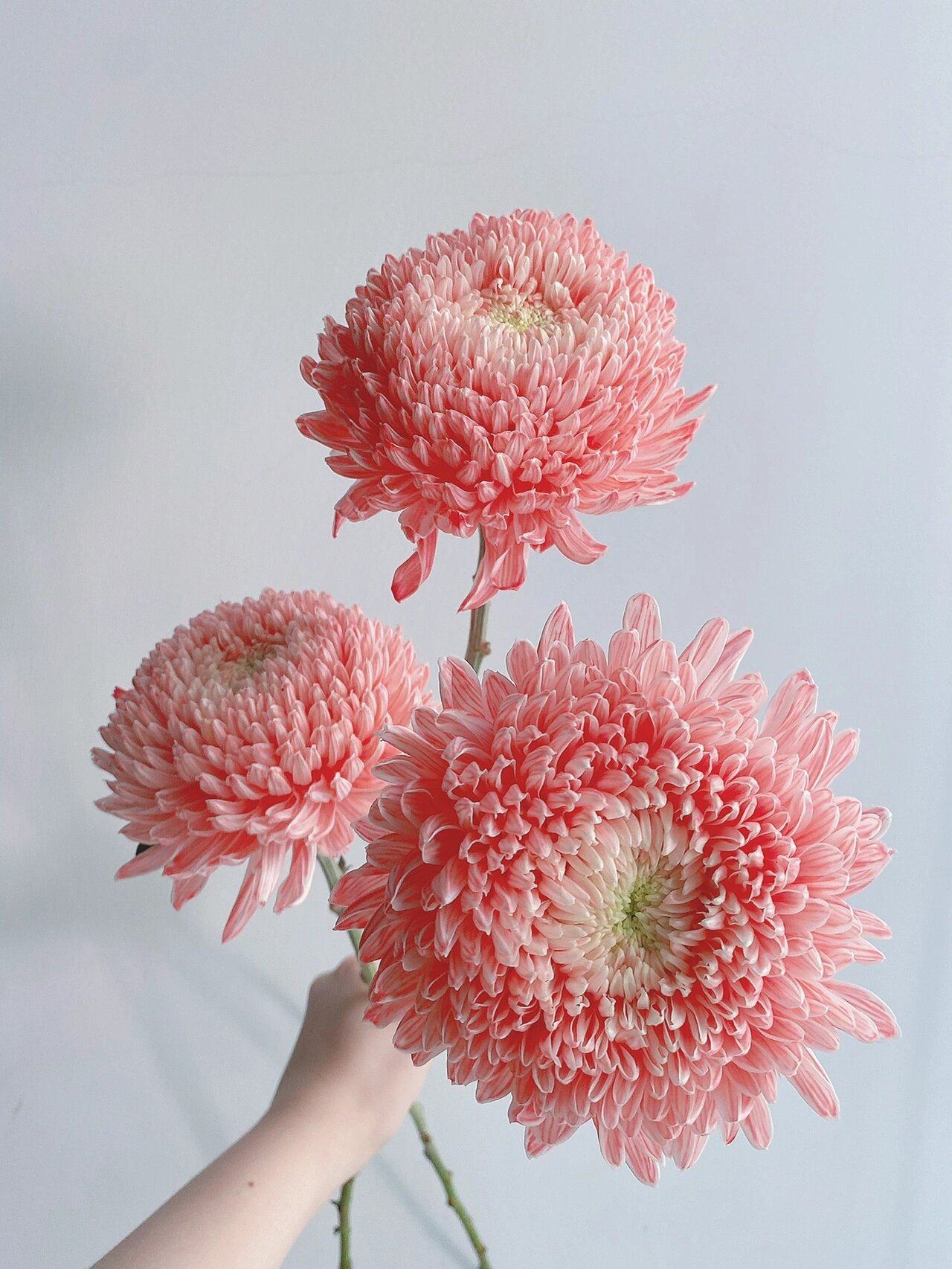 带你每天认识一种花材125|粉色吸染牡丹菊 9494花材:粉色牡丹菊