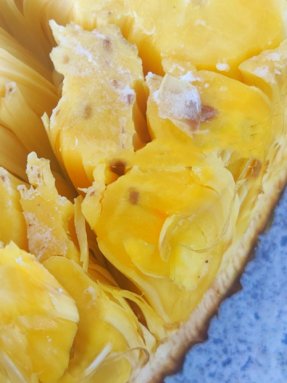 菠萝蜜熟透的图片图片
