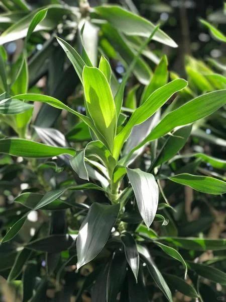 为龙舌兰科,龙血树属多年生常绿灌木或小乔木.
