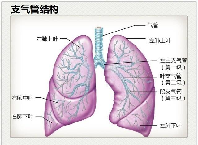 肺支气管结构图片