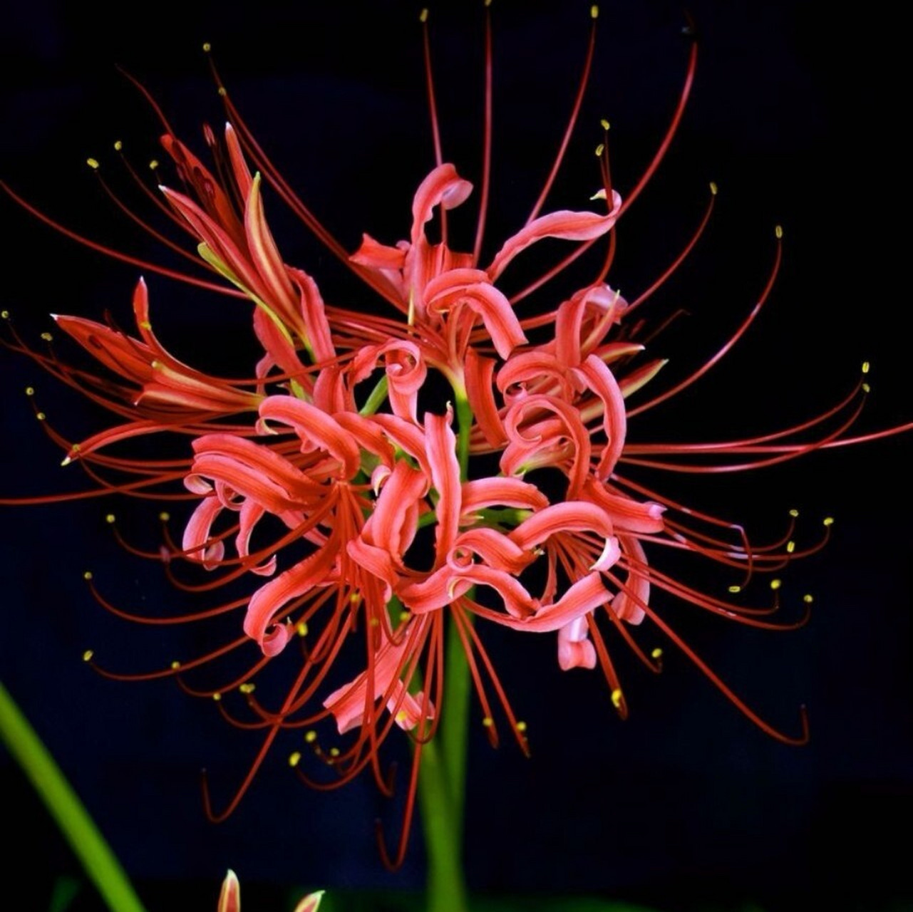 [47天]花材花名: 石蒜       又名: 彼岸花 法语: lis araignée 花语