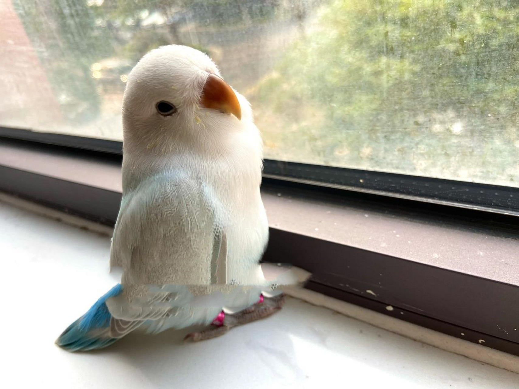 牡丹鹦鹉|松石系列小全 松石伊莎,松石薰,松薰派,松伊莎派,松石闪派