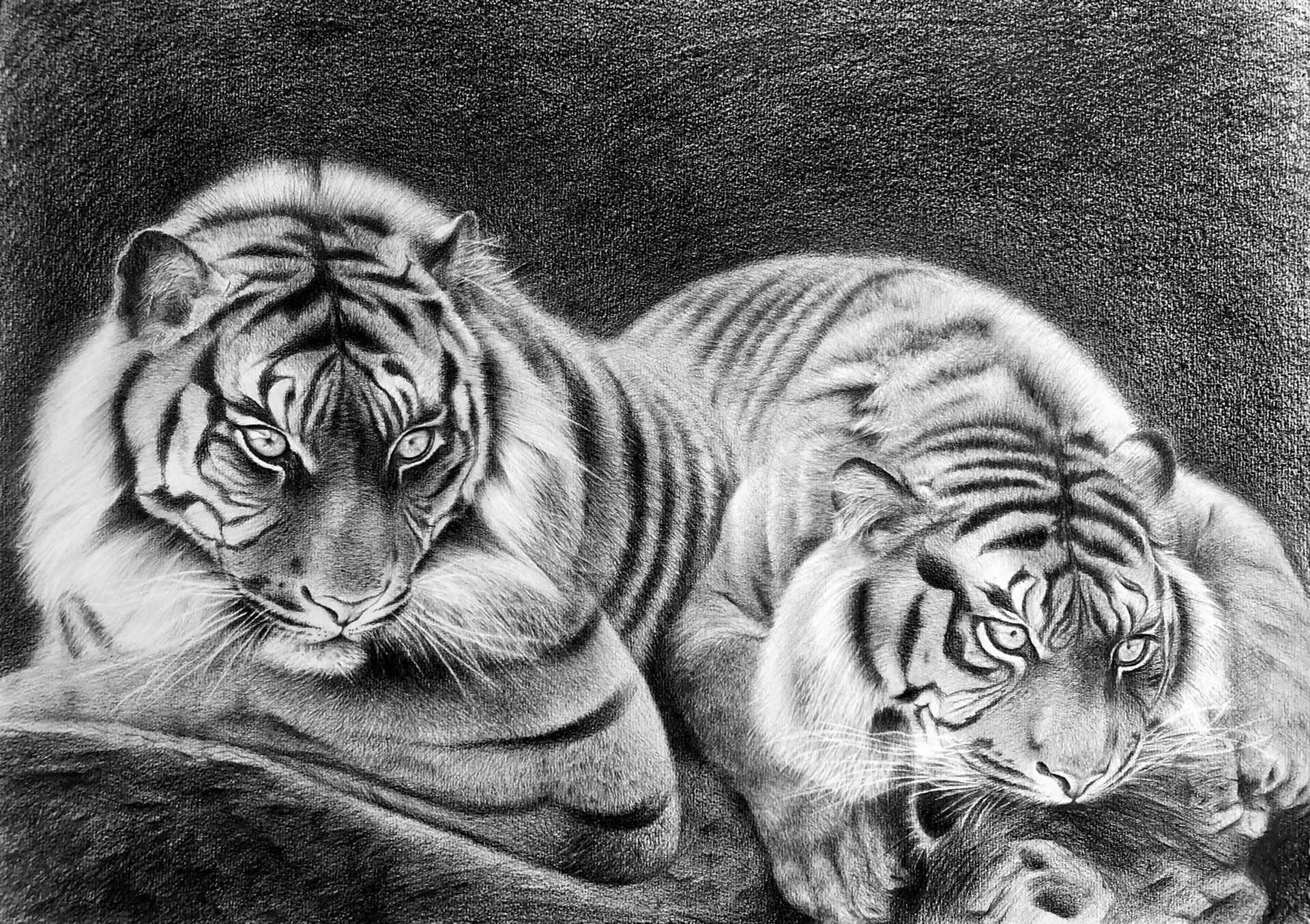 素描动物篇:虎-《两只老虎