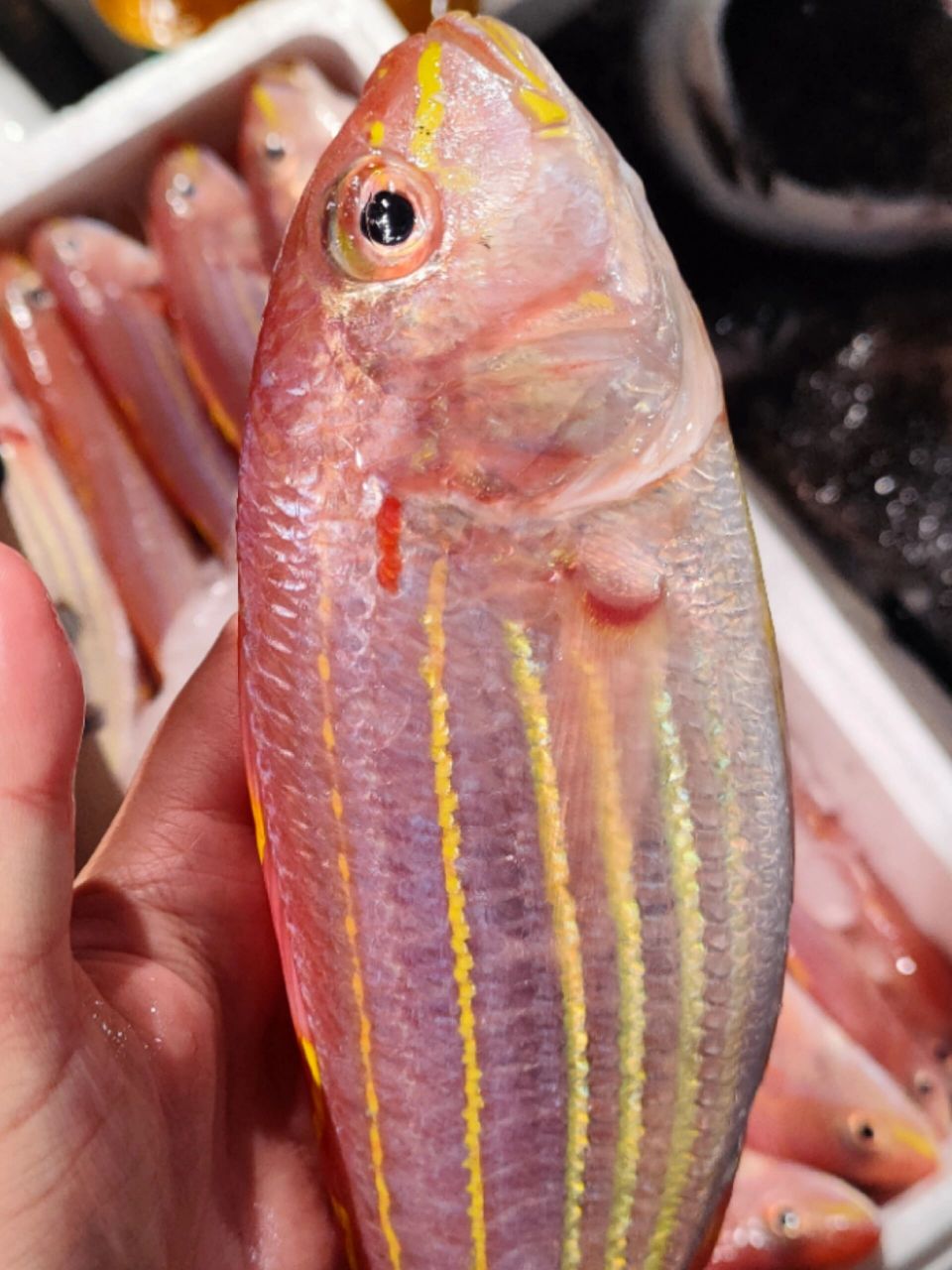 金线鱼又名金丝鱼,吊鲤,红哥鲤等,我们家的高品质金线鱼颜色鲜艳颜值