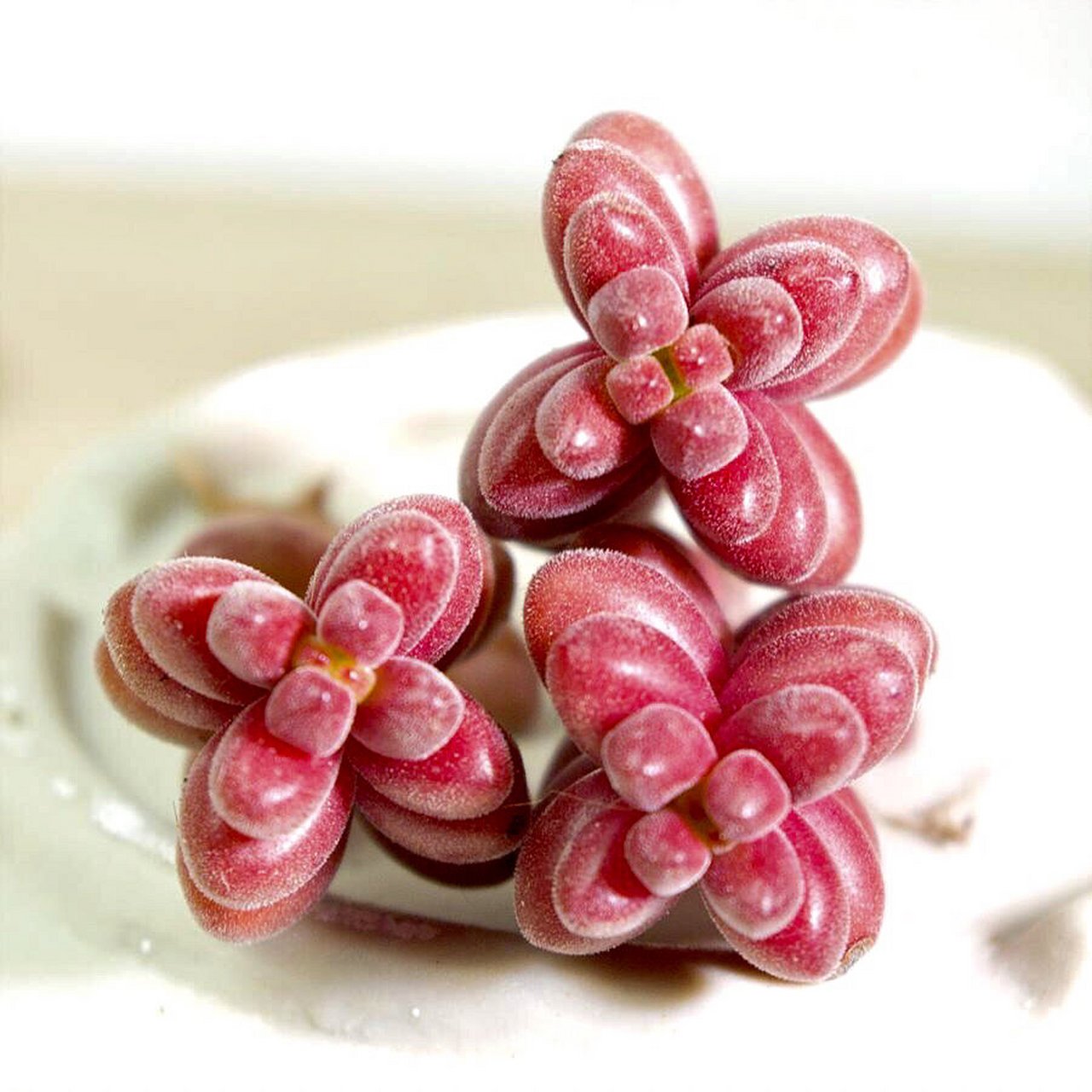 7715每天认识一款多肉9591|珊瑚珠| 78珊瑚珠sedum stahlii