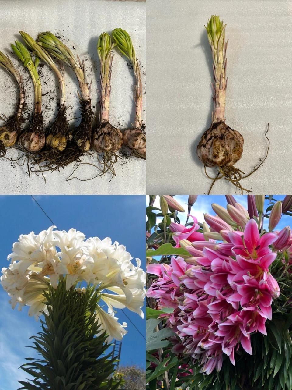 我也有缀化百合了 缀化(cristata) 	 多肉的缀化大家肯定都知道,而且