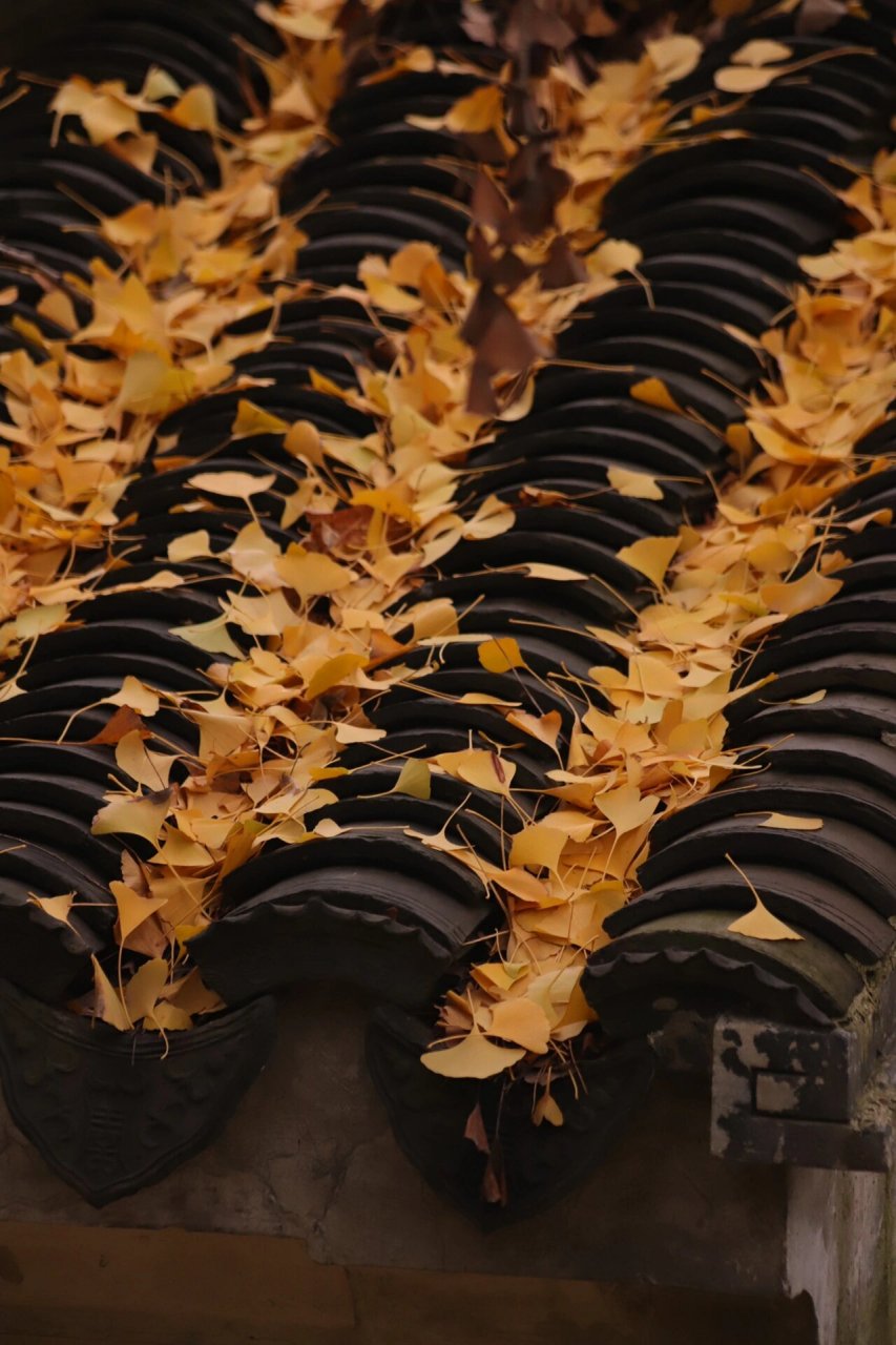 满园银杏落秋风94一树金黄一树诗         	 99坐标:西园寺  虎丘