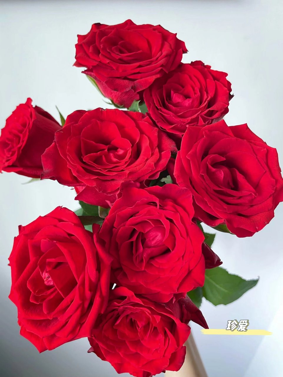 珍爱玫瑰95红色系玫瑰品种 珍爱玫瑰相较于高原红更好开放 花头也较