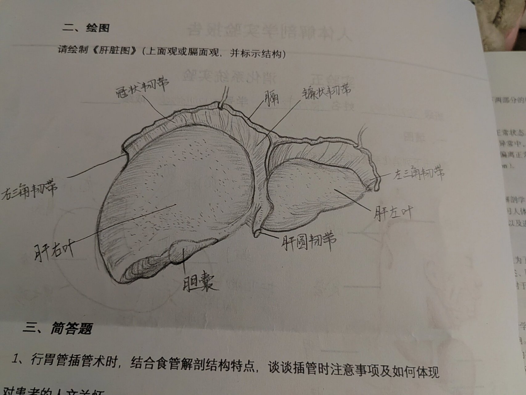 肝脏素描画图片