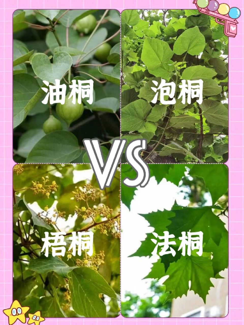 油桐 泡桐 梧桐 法桐,是桐也不同 深秋落叶,又到了南京人打卡梧桐大道